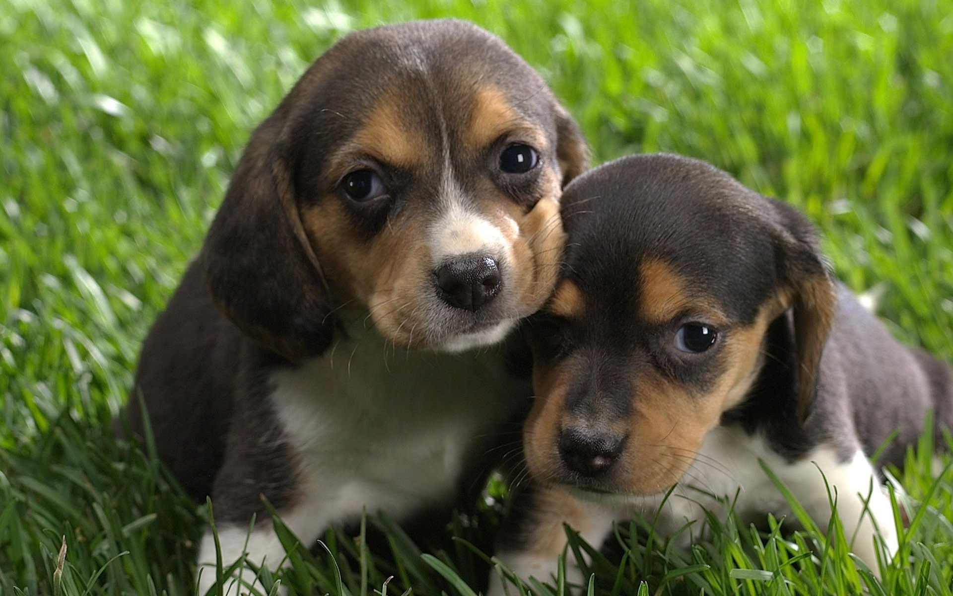 Download mobile wallpaper Beagle, Dogs, Animal for free.