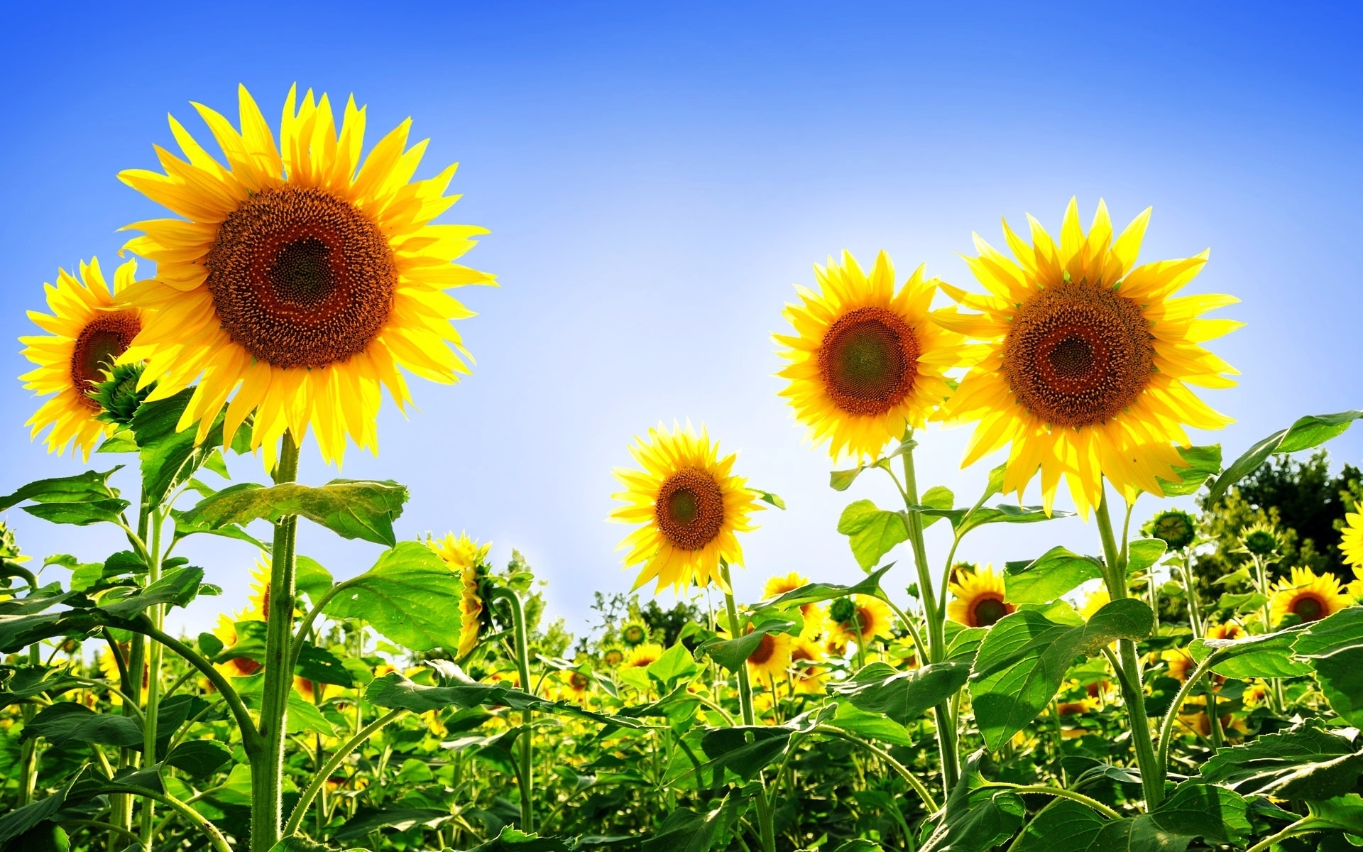 45313 Bild herunterladen sonnenblumen, pflanzen, blau - Hintergrundbilder und Bildschirmschoner kostenlos