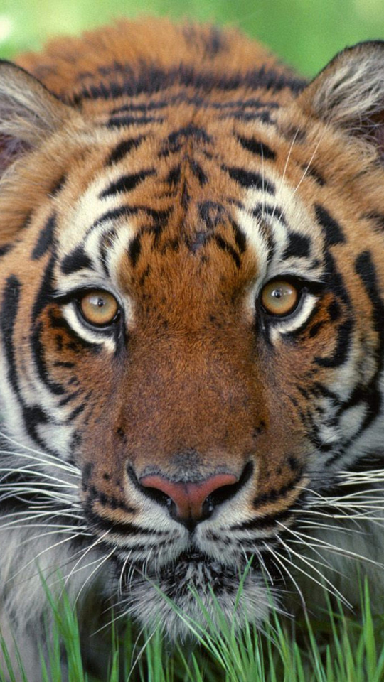 Descarga gratuita de fondo de pantalla para móvil de Animales, Gatos, Tigre.