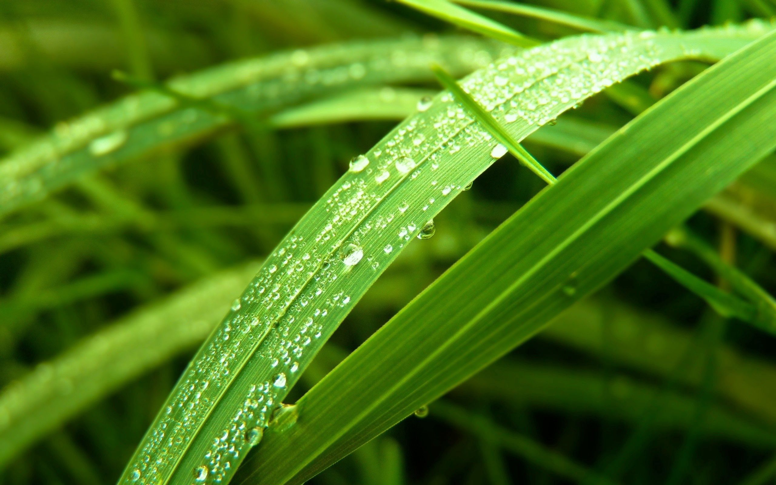 Download mobile wallpaper Grass, Macro, Leaves, Dew for free.