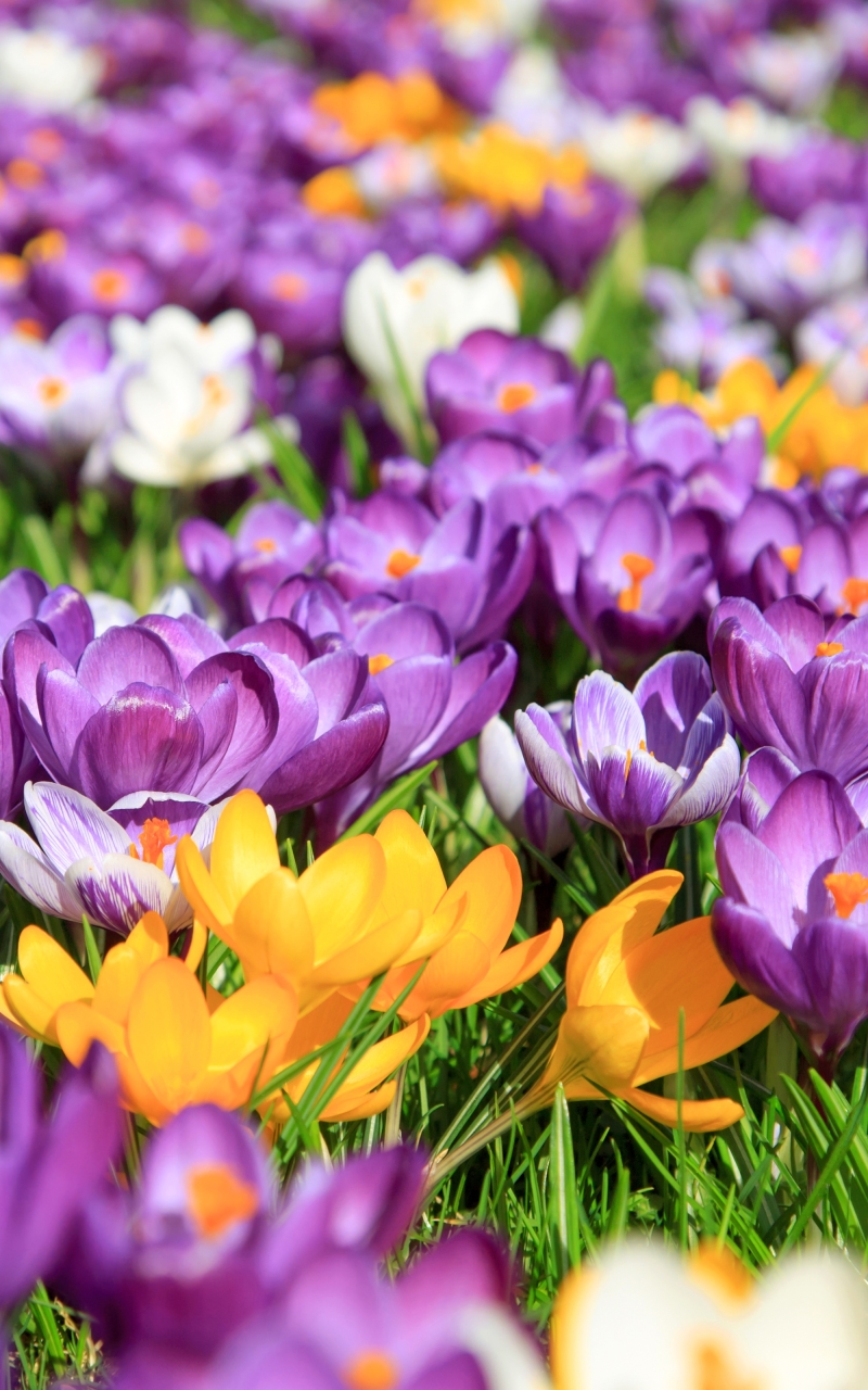 Скачати мобільні шпалери Квітка, Земля, Весна, Крокус, Жовта Квітка, Фіолетова Квітка, Флауерзи безкоштовно.