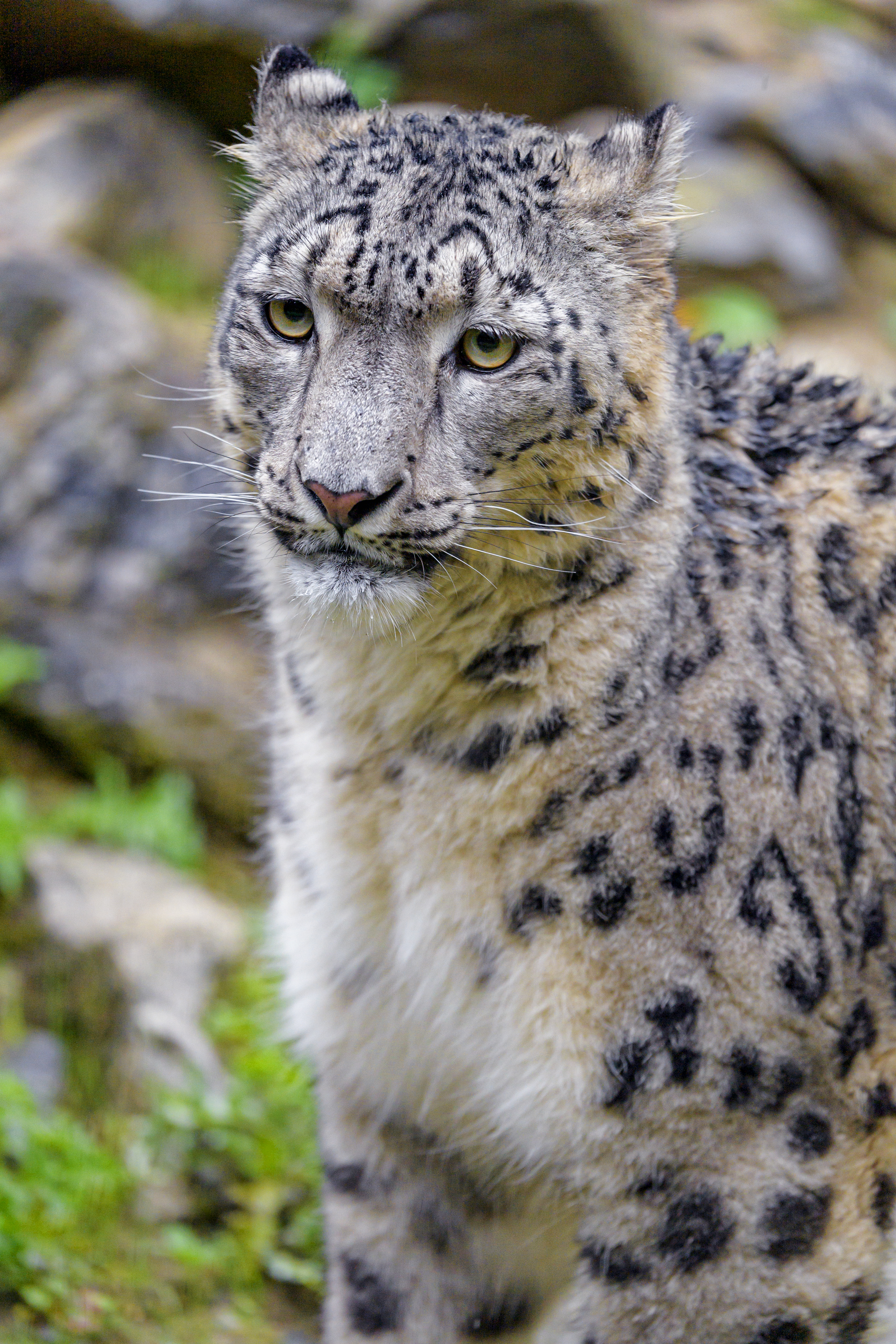 Download mobile wallpaper Irbis, Big Cat, Animal, Predator, Animals, Snow Leopard for free.