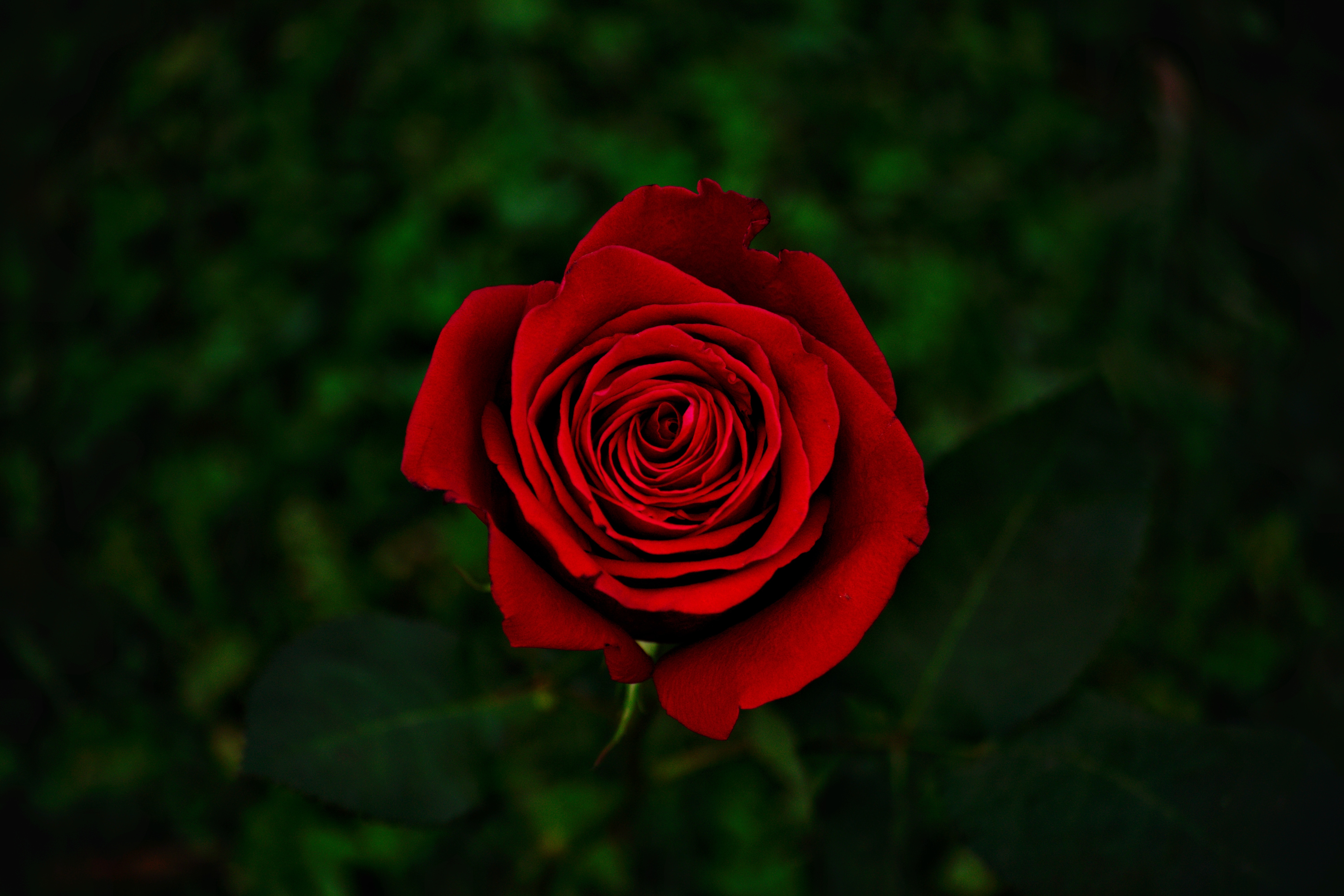 141213 descargar imagen flor rosa, flores, rosa, rojo, flor, de cerca, primer plano, florecer, floración: fondos de pantalla y protectores de pantalla gratis