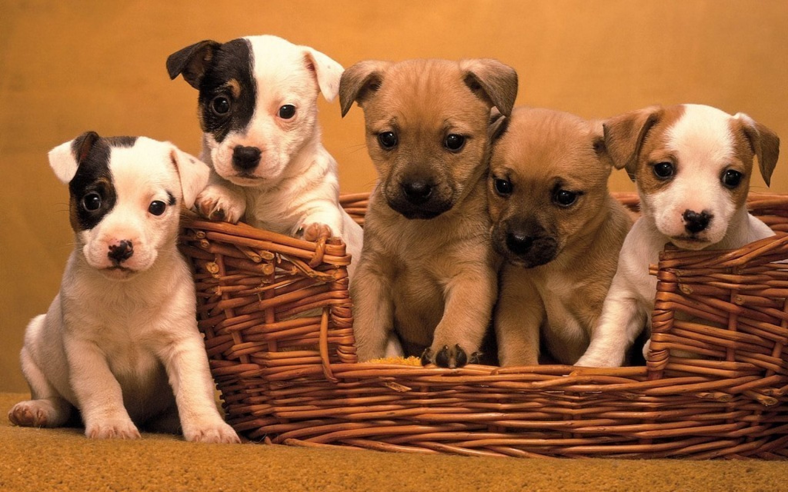 Téléchargez gratuitement l'image Chiot, Chiens, Animaux sur le bureau de votre PC