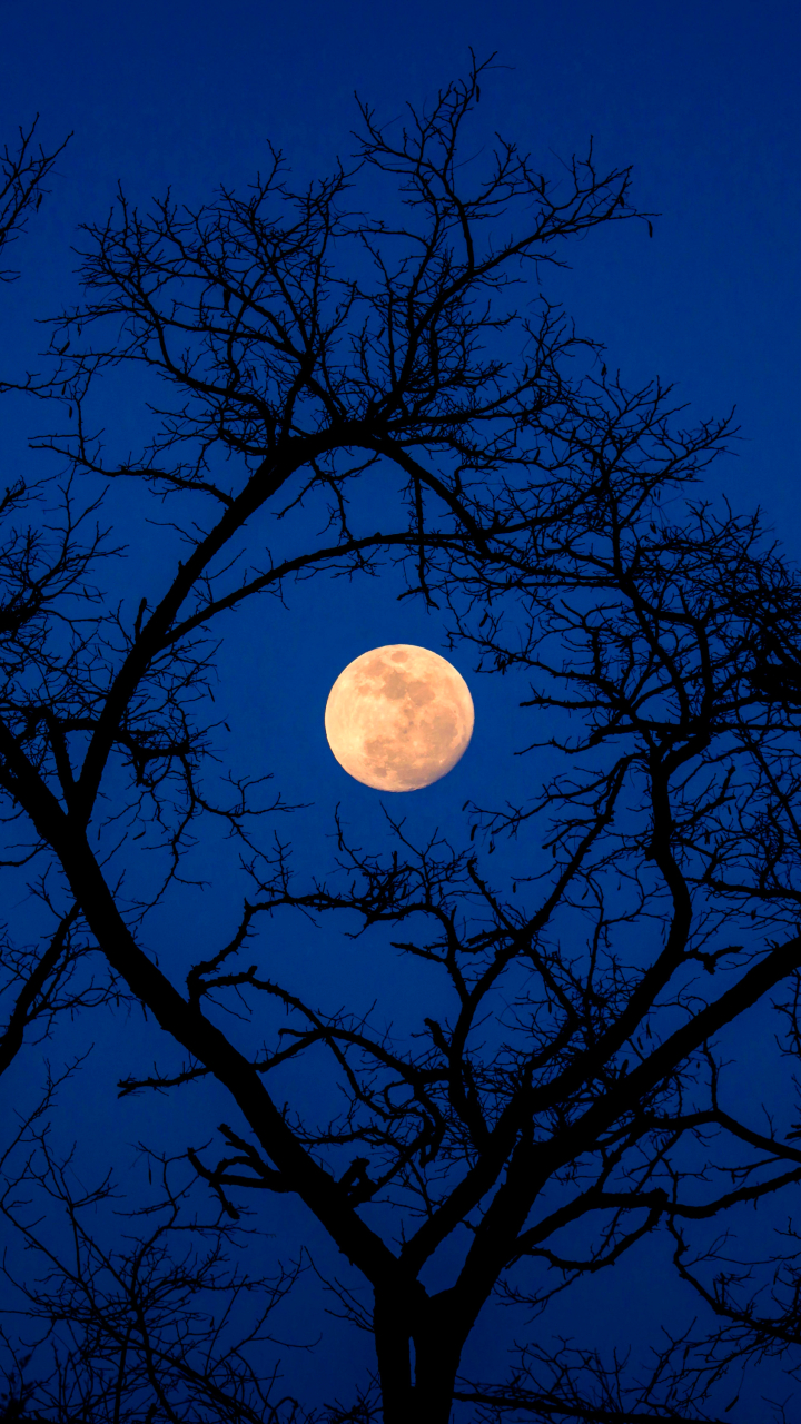 Download mobile wallpaper Sky, Night, Moon, Tree, Branch, Earth for free.
