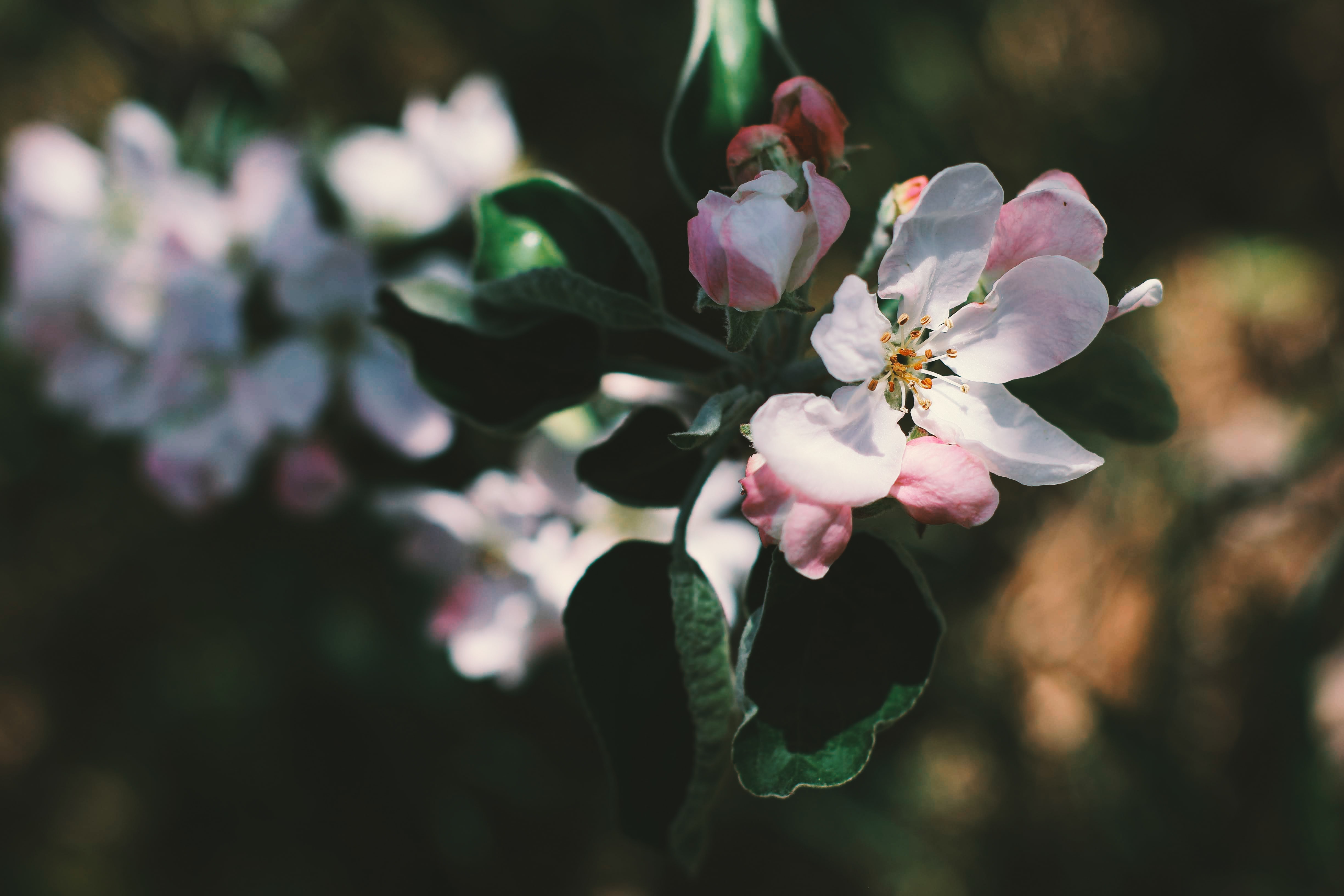Download mobile wallpaper Flowers, Flower, Branch, Earth, Spring, Blossom, Apple Blossom for free.