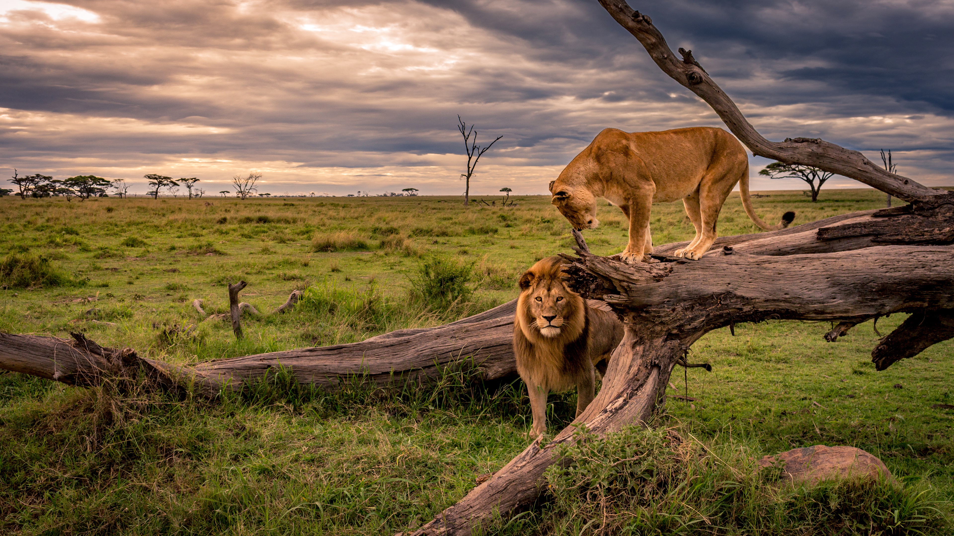 Free download wallpaper Cats, Lion, Animal on your PC desktop