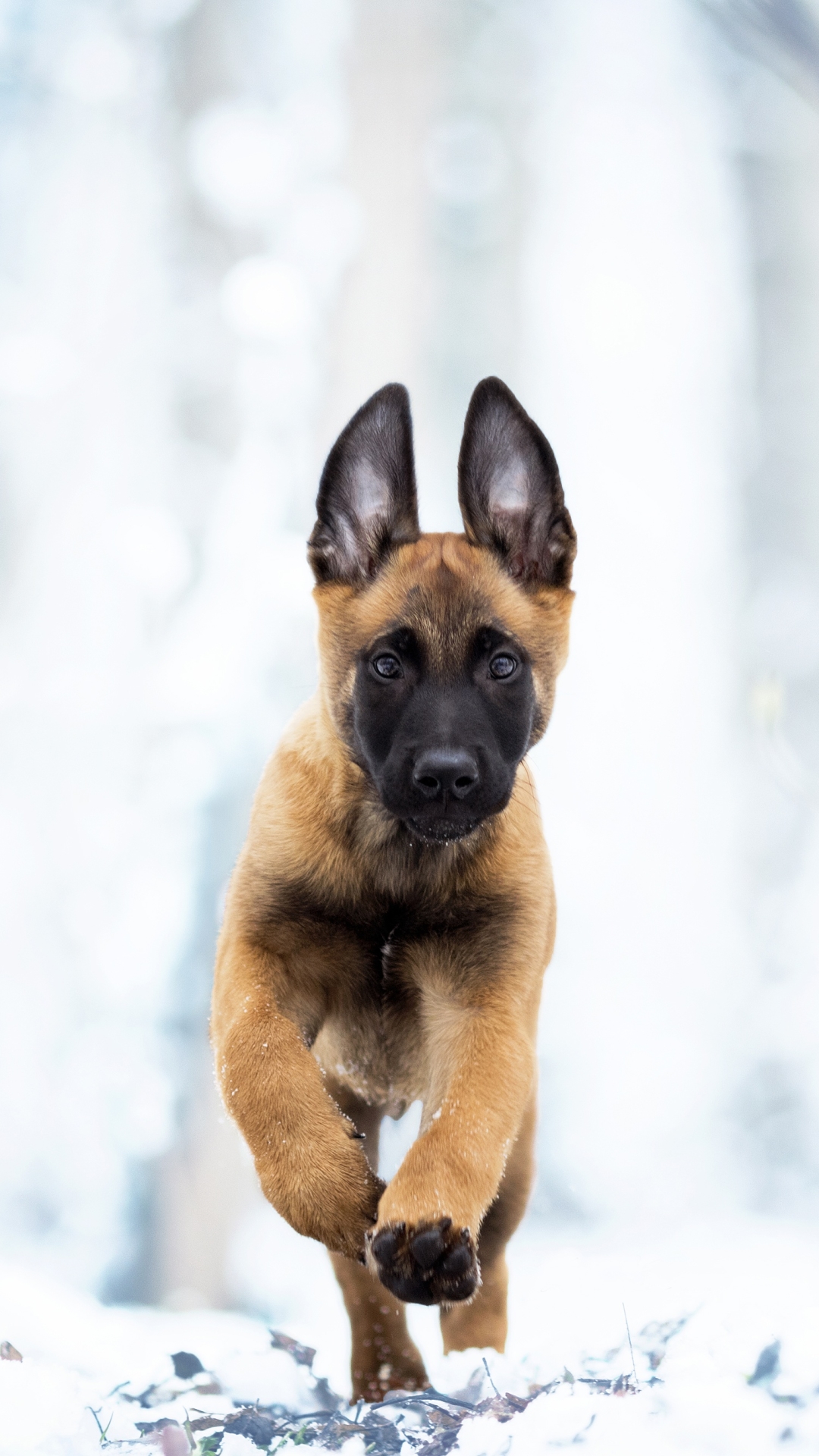 1156170 Bildschirmschoner und Hintergrundbilder Belgischer Schäferhund auf Ihrem Telefon. Laden Sie  Bilder kostenlos herunter