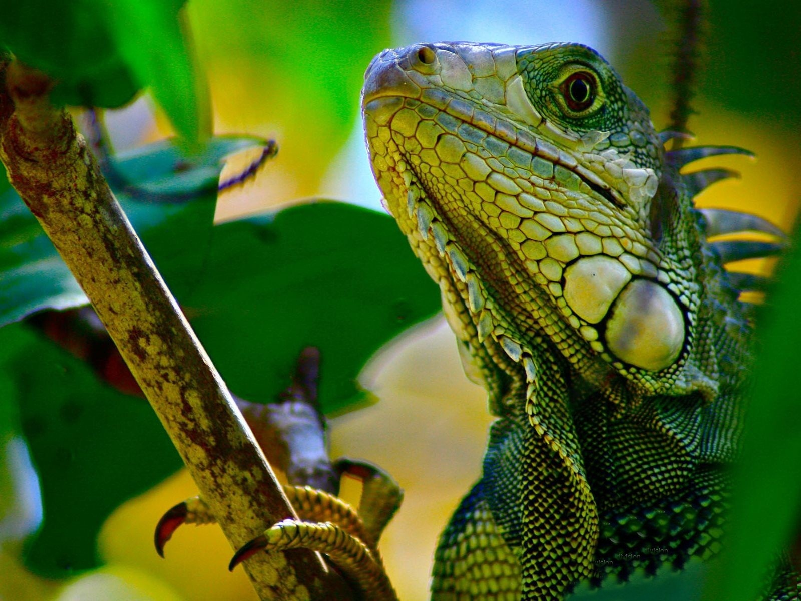 Descarga gratuita de fondo de pantalla para móvil de Lagarto, Reptiles, Animales.