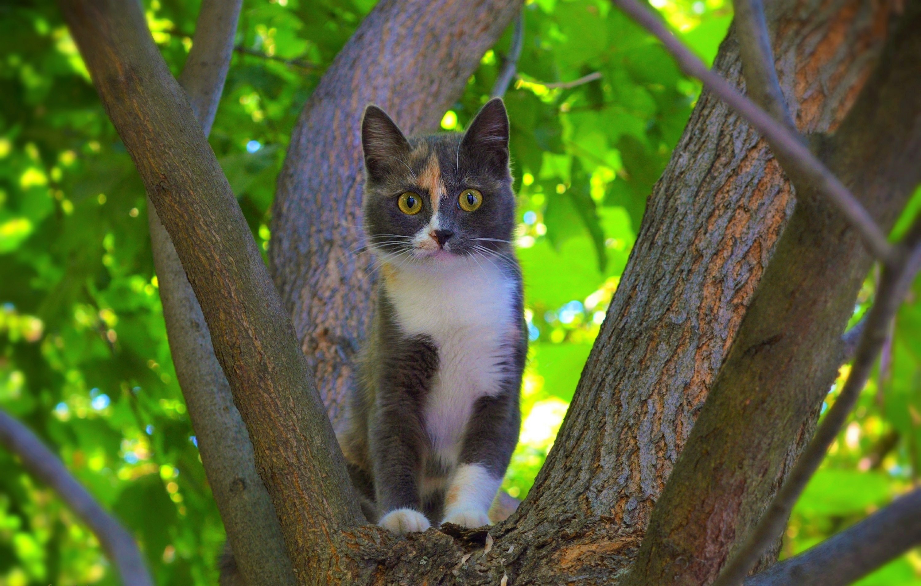 Baixar papel de parede para celular de Animais, Gatos, Gato, Gatinho, Olhos Verdes, Animal Bebê gratuito.