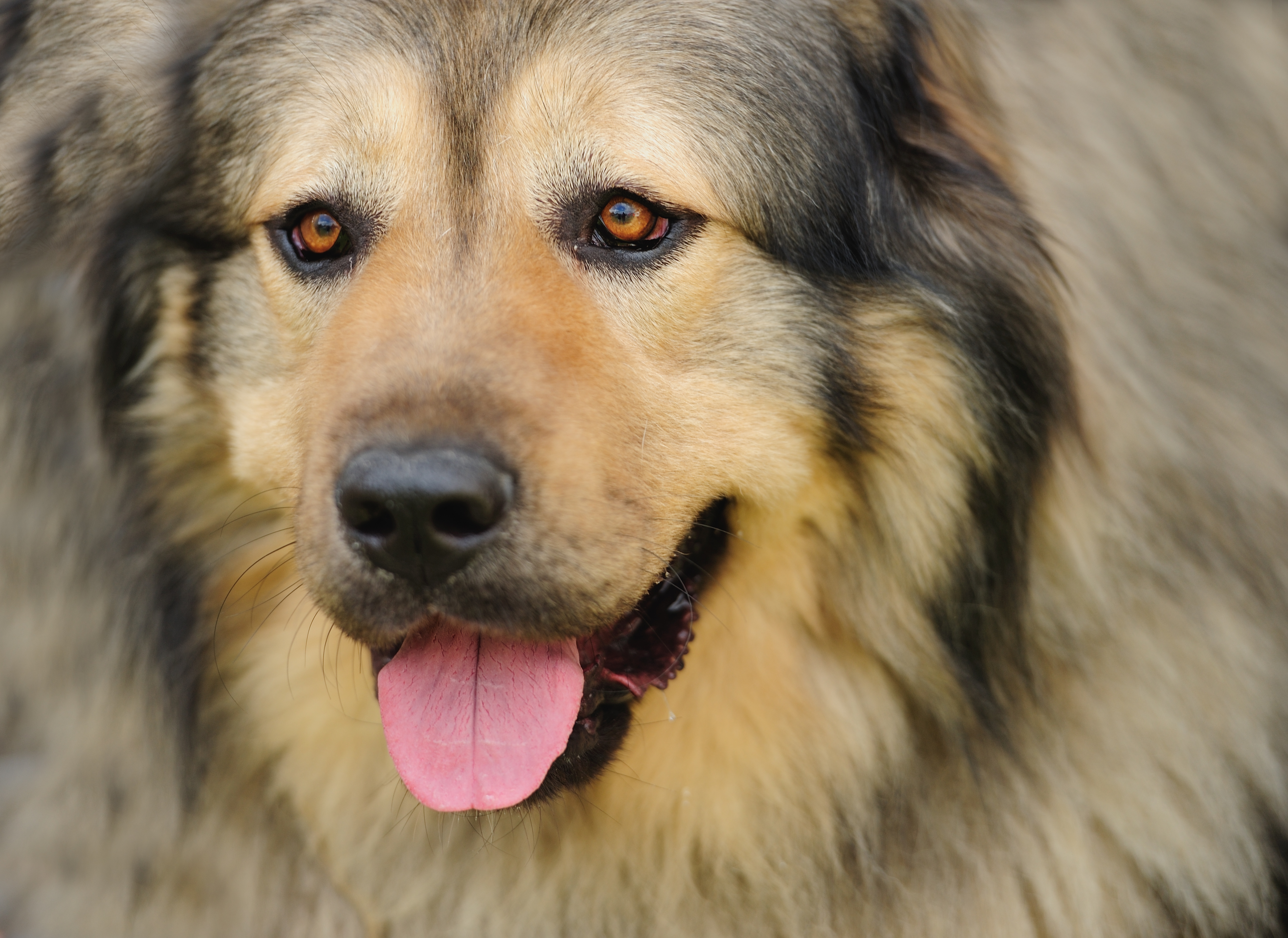 Baixe gratuitamente a imagem Animais, Cães, Cão, Fofo na área de trabalho do seu PC