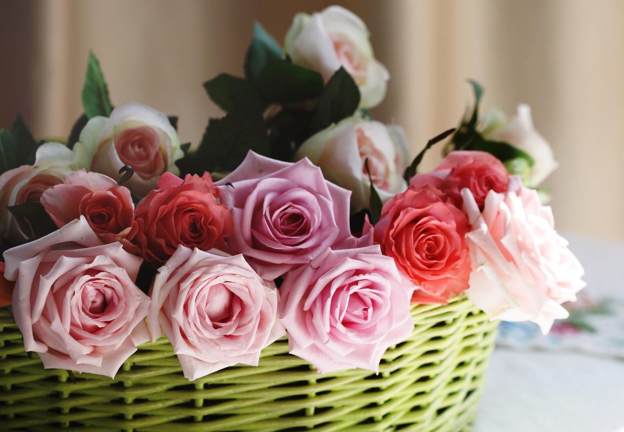 roses, flowers, basket, sharpness