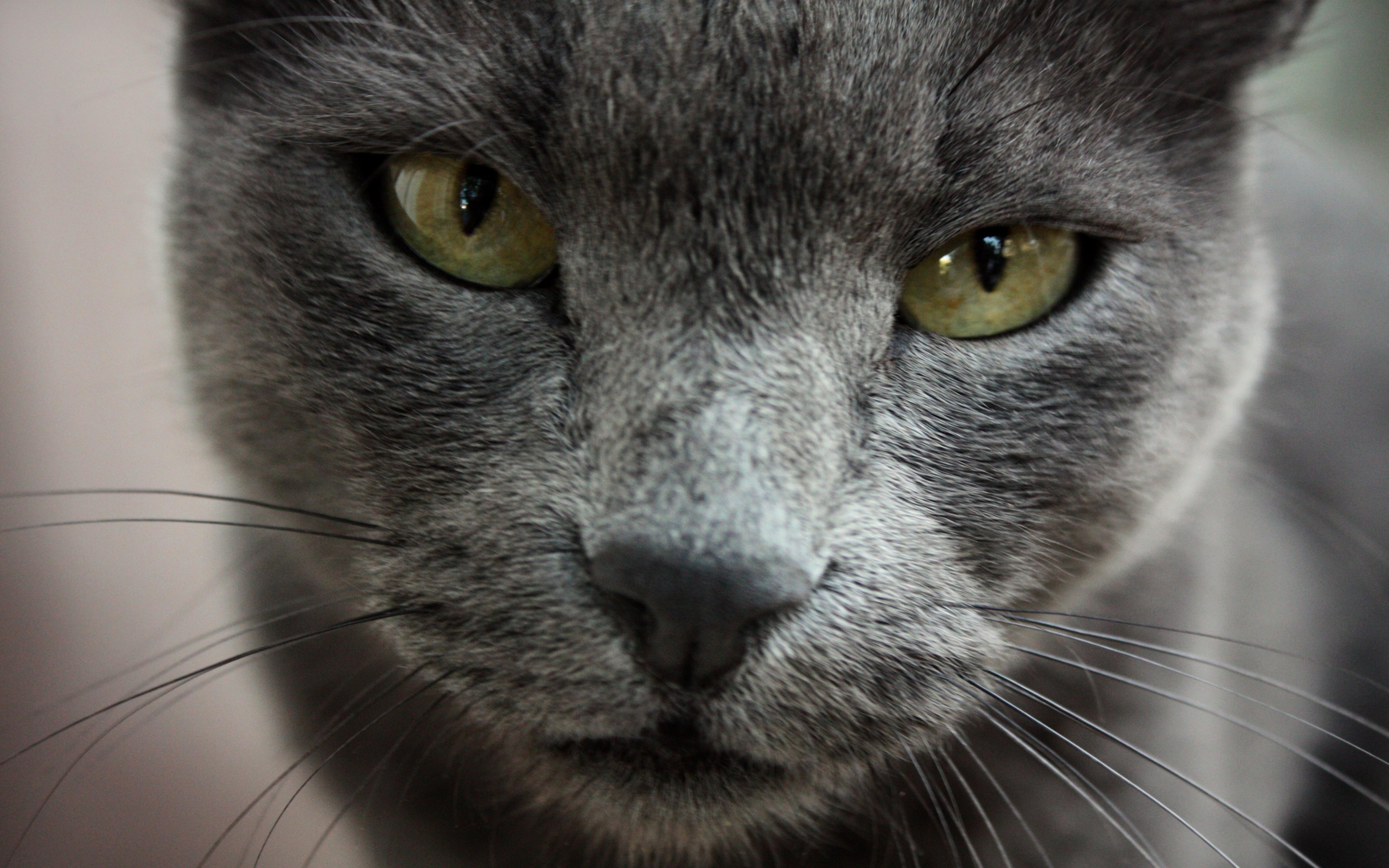 PCデスクトップにネコ, 猫, 動物画像を無料でダウンロード