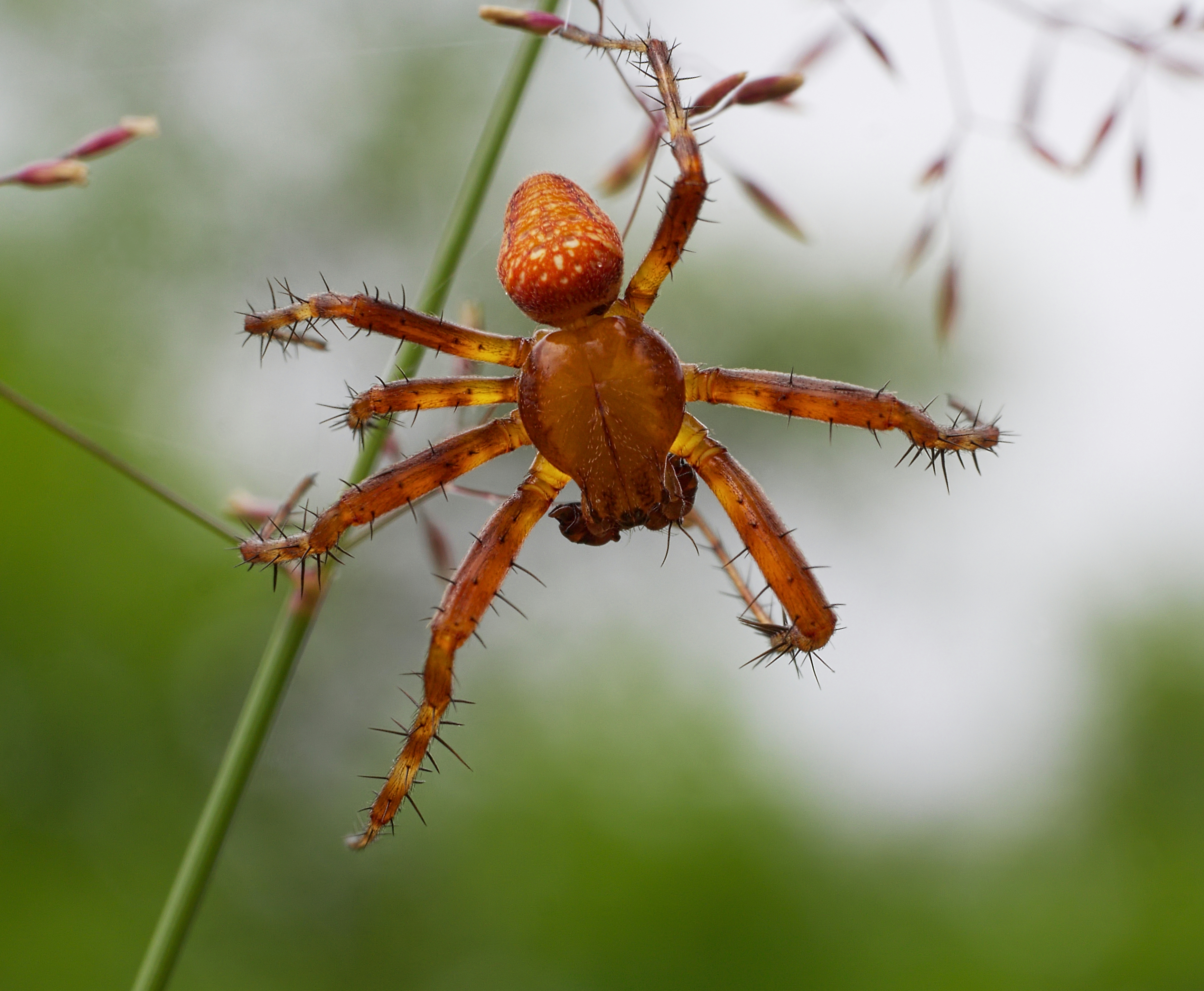 Laden Sie das Tiere, Spinne, Spinnentier, Spinnen-Bild kostenlos auf Ihren PC-Desktop herunter