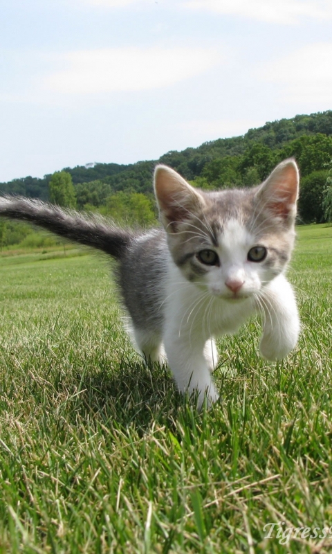 Скачати мобільні шпалери Кішка, Кошеня, Тварина, Коти безкоштовно.