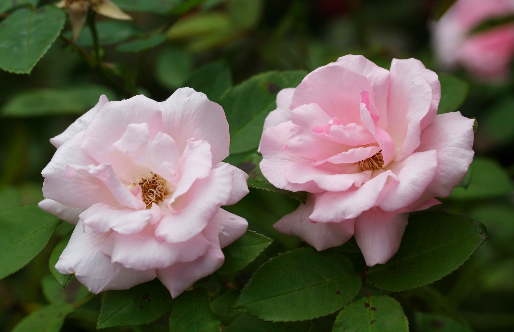 Baixe gratuitamente a imagem Rosa, Terra/natureza na área de trabalho do seu PC