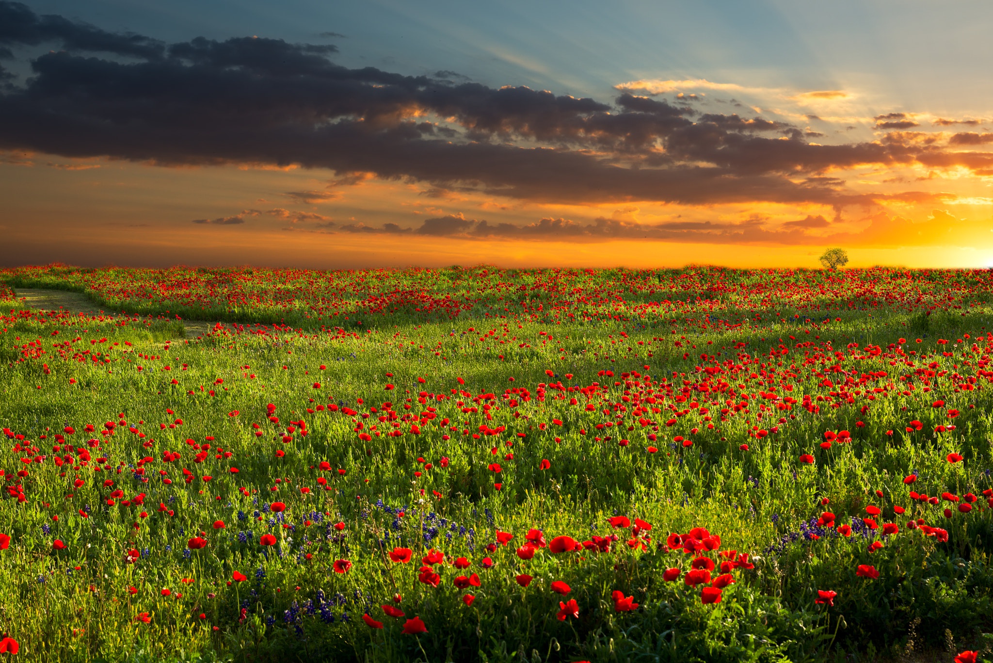 Download mobile wallpaper Flowers, Sunset, Sky, Summer, Flower, Earth, Field, Meadow, Poppy, Red Flower for free.