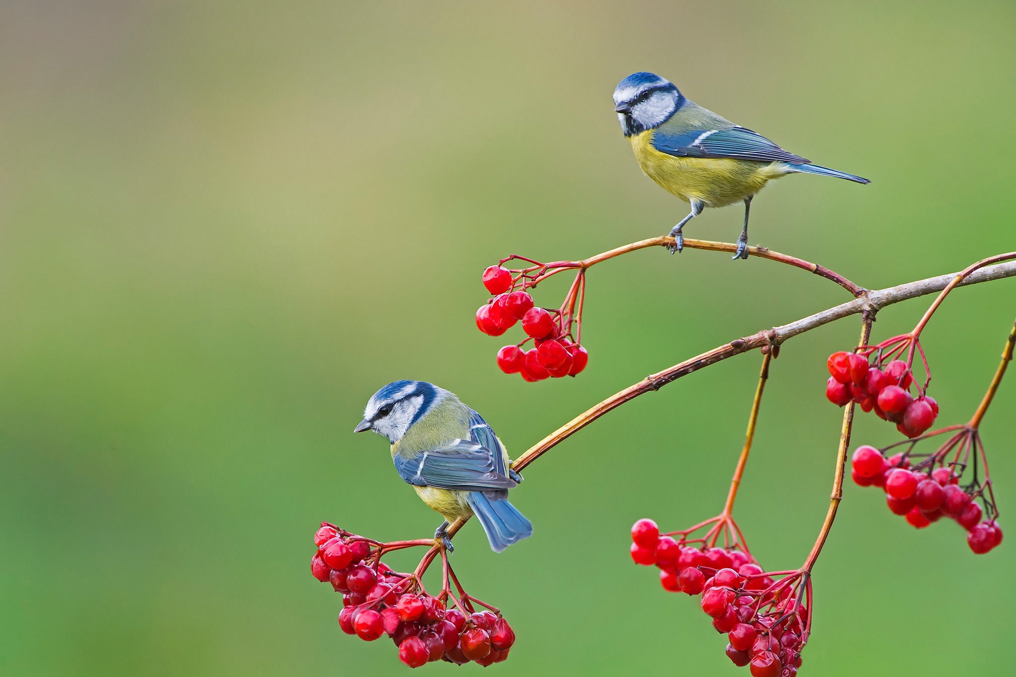 Free download wallpaper Birds, Bird, Berry, Animal, Titmouse on your PC desktop