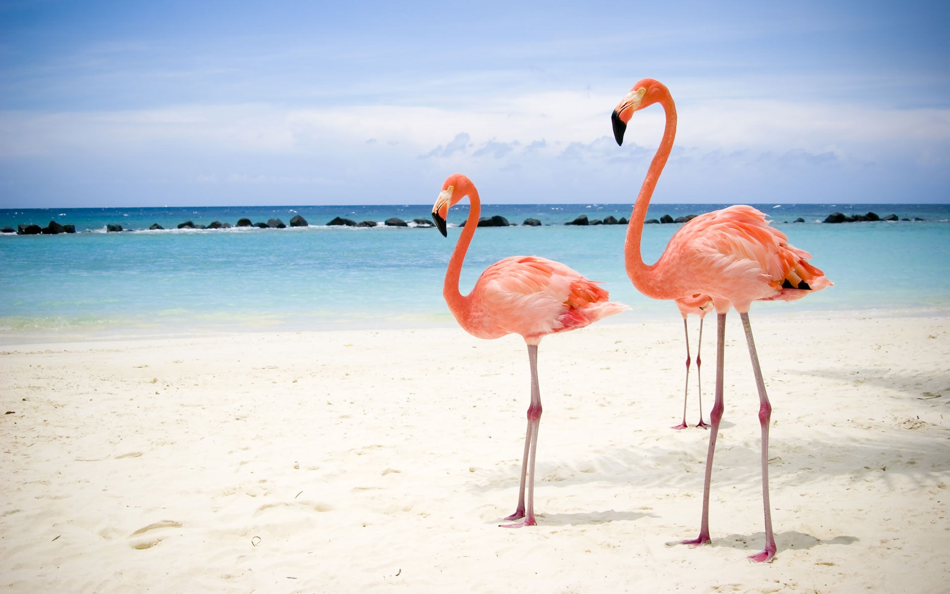 Baixar papel de parede para celular de Animais, Aves, Mar, Praia, Flamingo, Pássaro, Oceano gratuito.