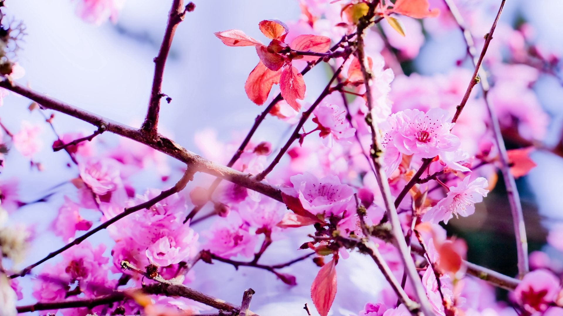 Скачать обои бесплатно Макро, Цветы, Цветение, Весна картинка на рабочий стол ПК