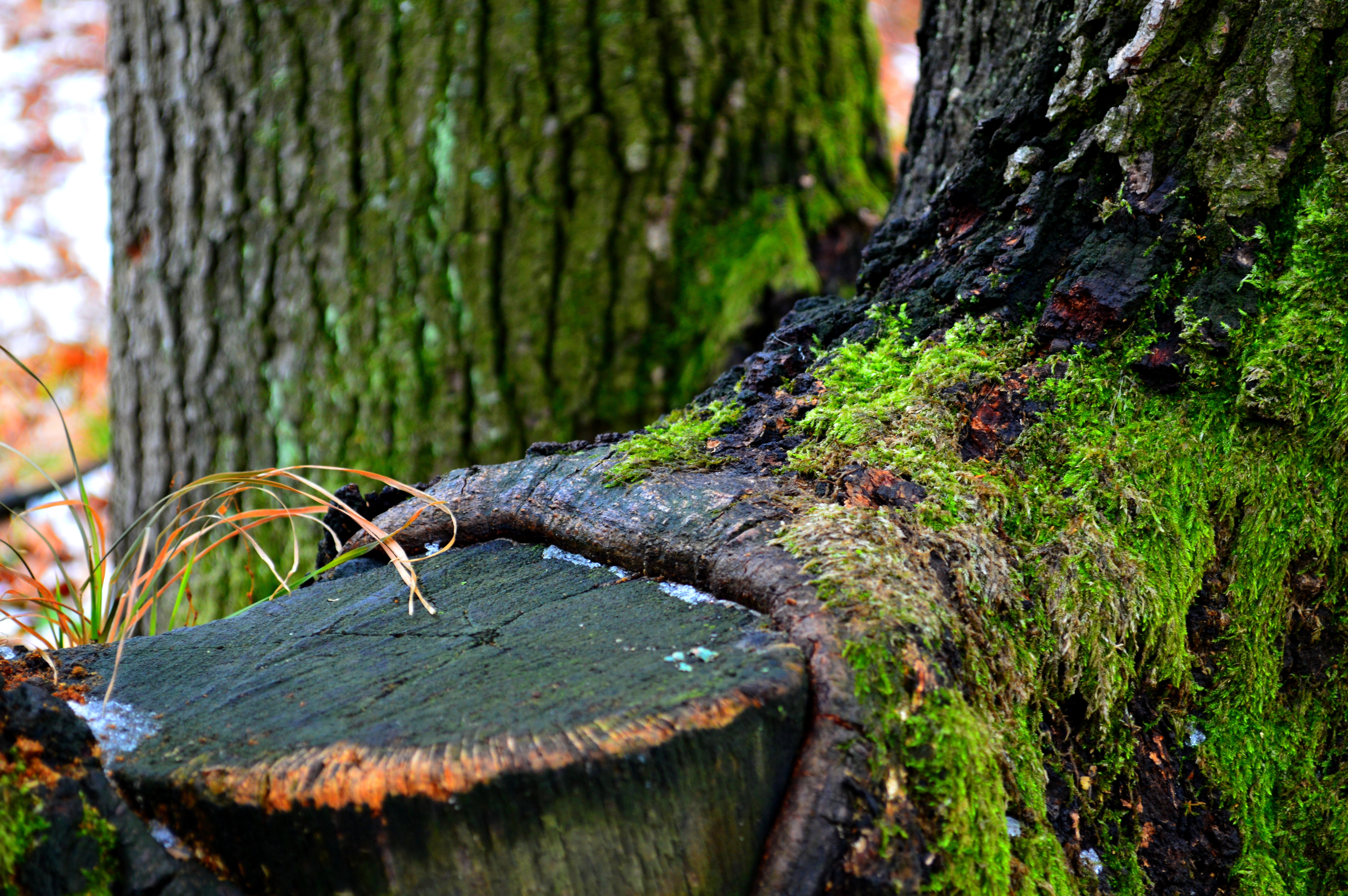 Free download wallpaper Nature, Moss, Winter, Wood, Tree on your PC desktop