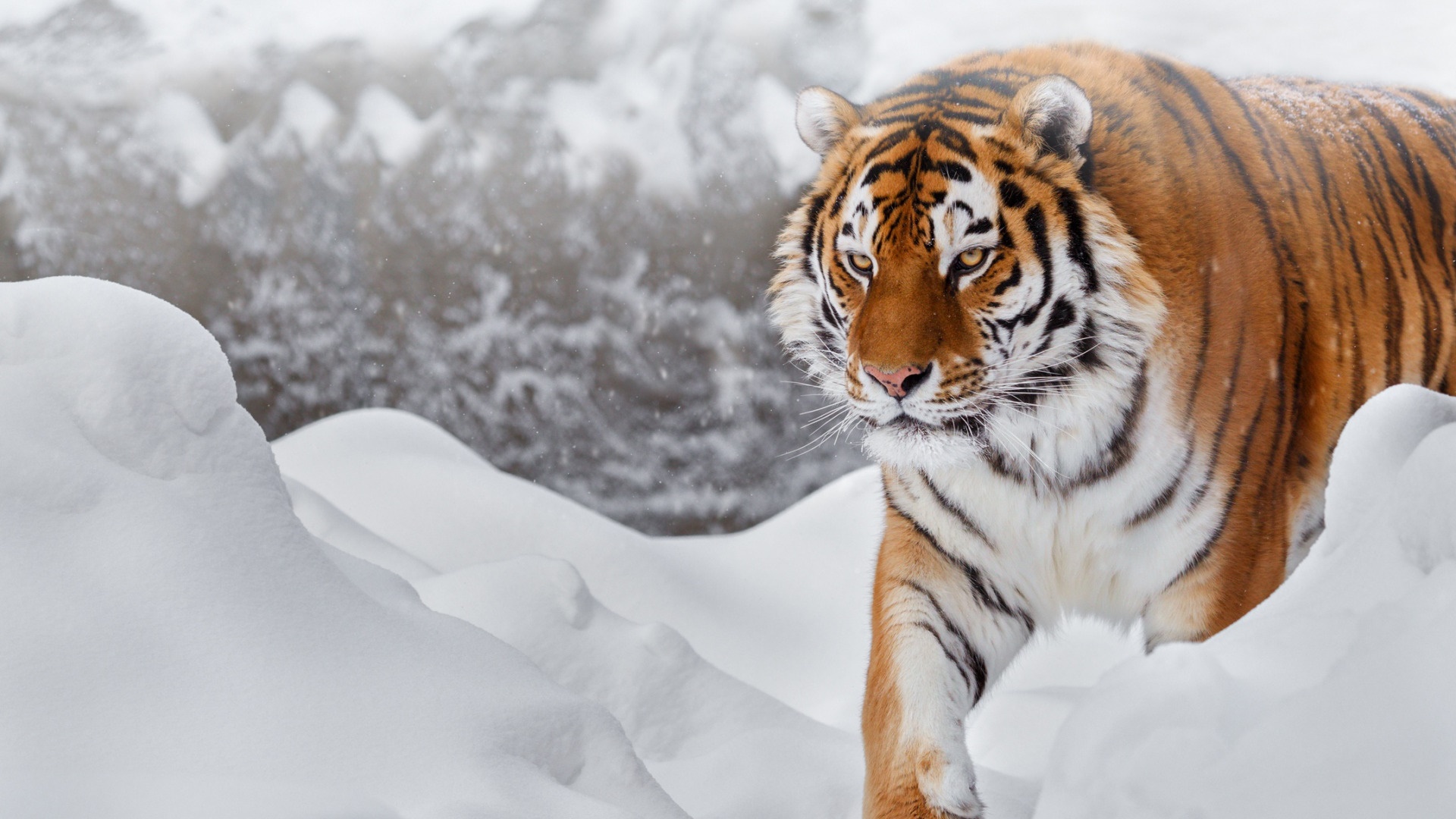 Скачать обои бесплатно Животные, Снег, Тигр, Кошки, Сибирский Тигр картинка на рабочий стол ПК