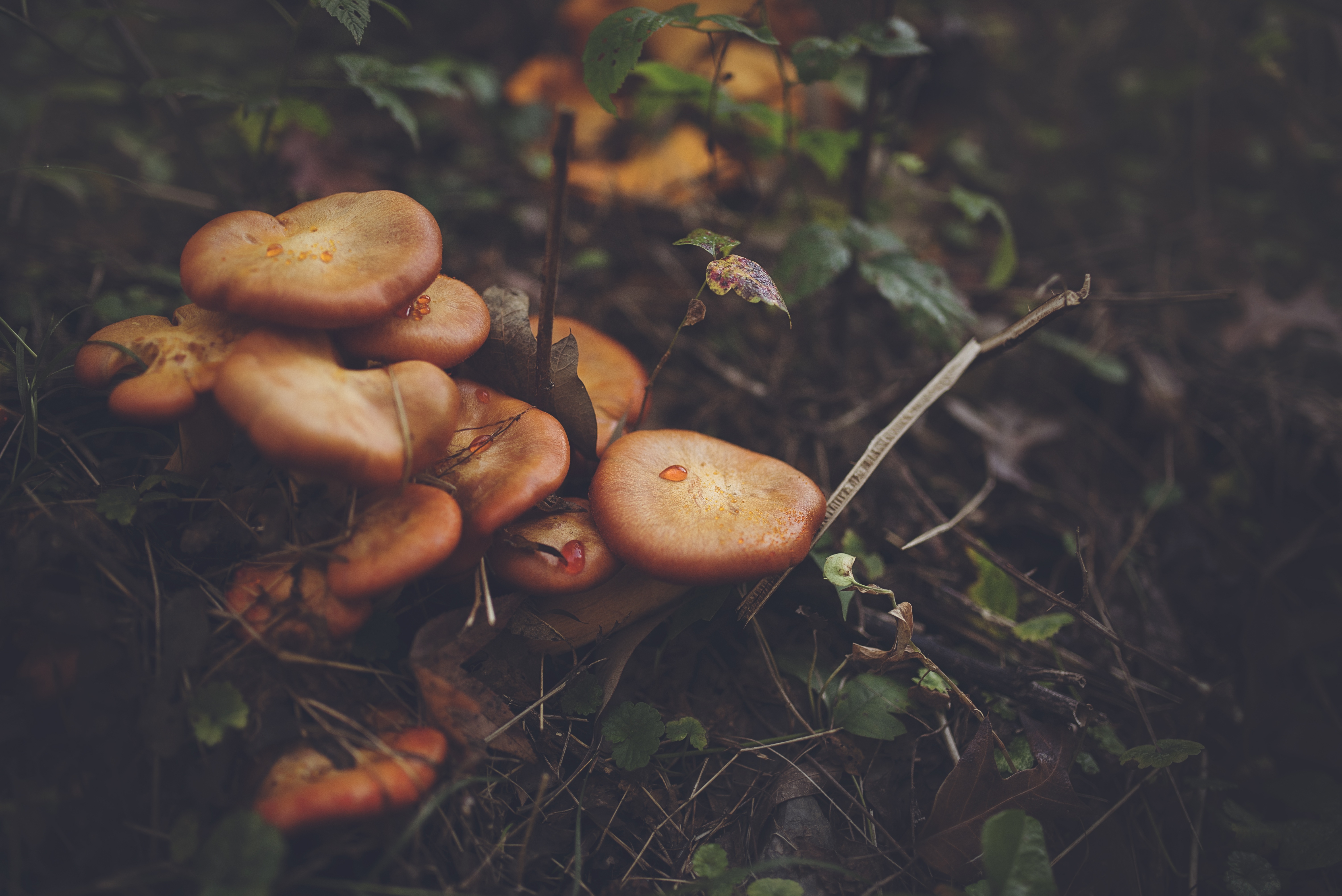 Free download wallpaper Nature, Fall, Earth, Mushroom on your PC desktop