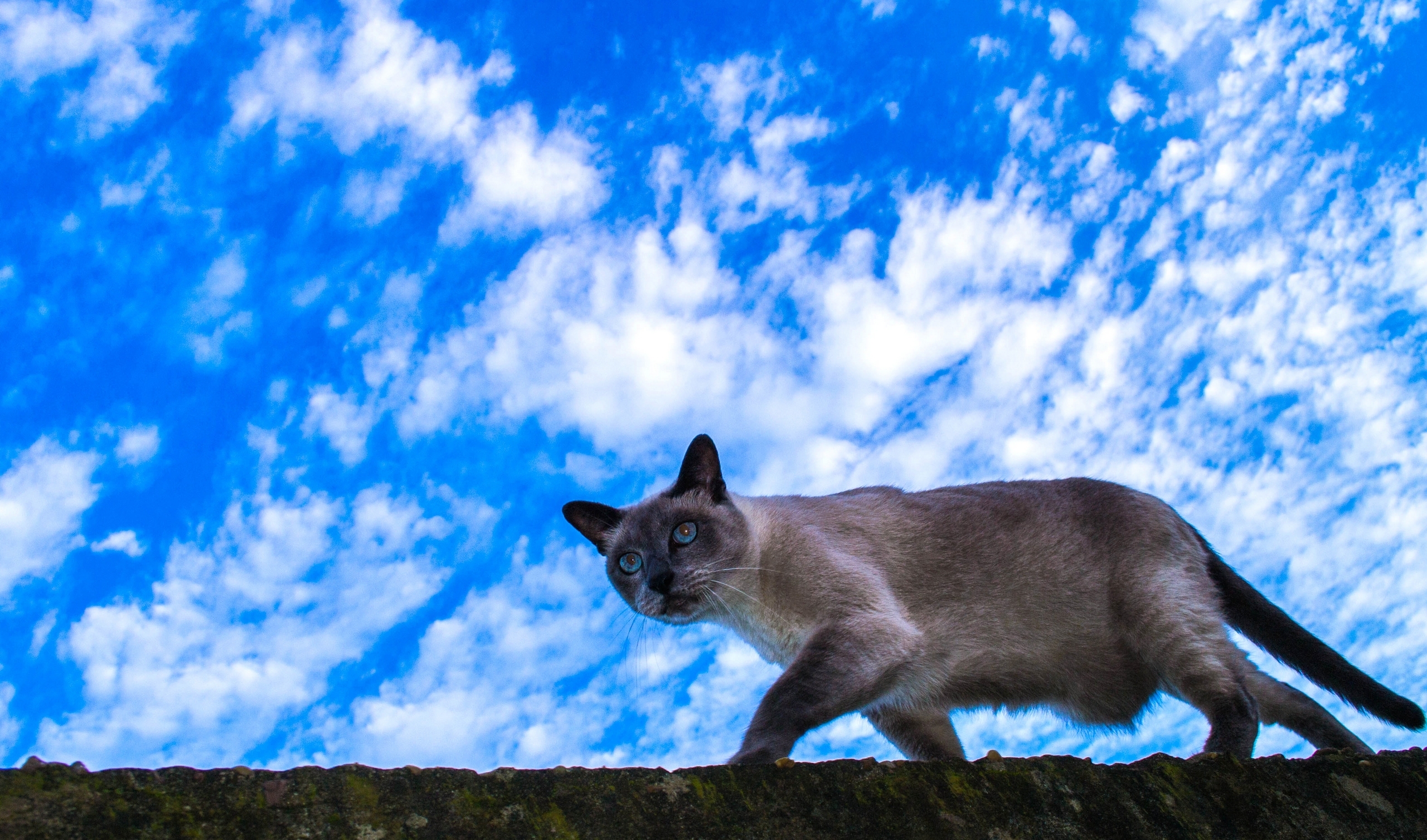 Скачать обои бесплатно Животные, Небо, Облака, Кошка, Кошки картинка на рабочий стол ПК