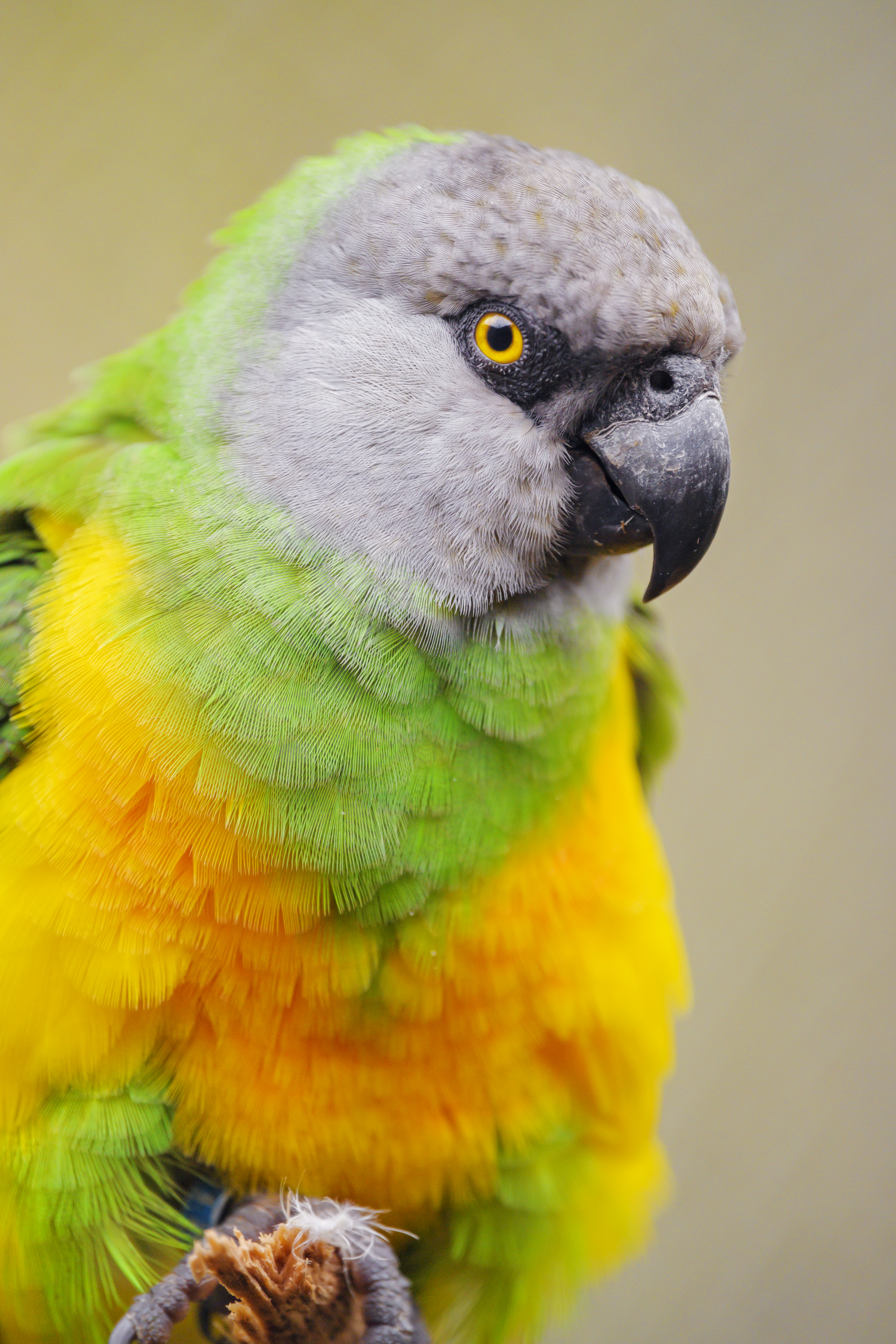 Скачать обои бесплатно Сенегальский Попугай, Разноцветный, Животные, Птица, Попугаи картинка на рабочий стол ПК