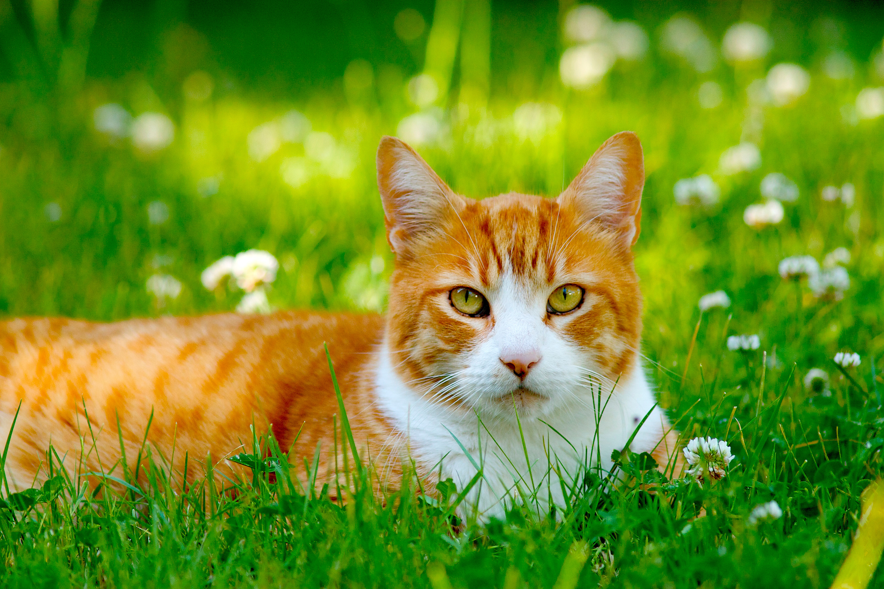 Baixe gratuitamente a imagem Animais, Gatos, Gato na área de trabalho do seu PC