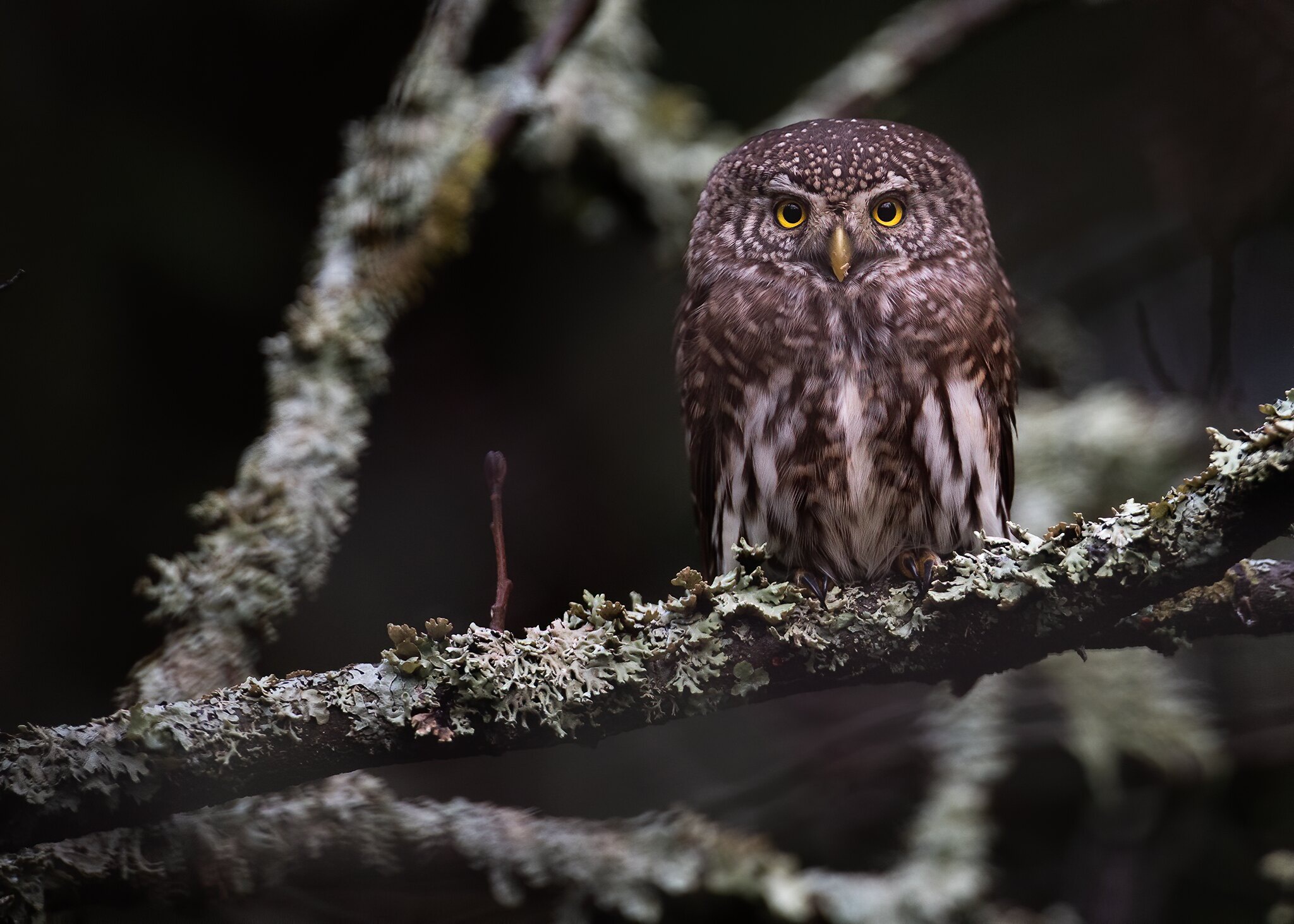 Descarga gratuita de fondo de pantalla para móvil de Animales, Búho, Aves.