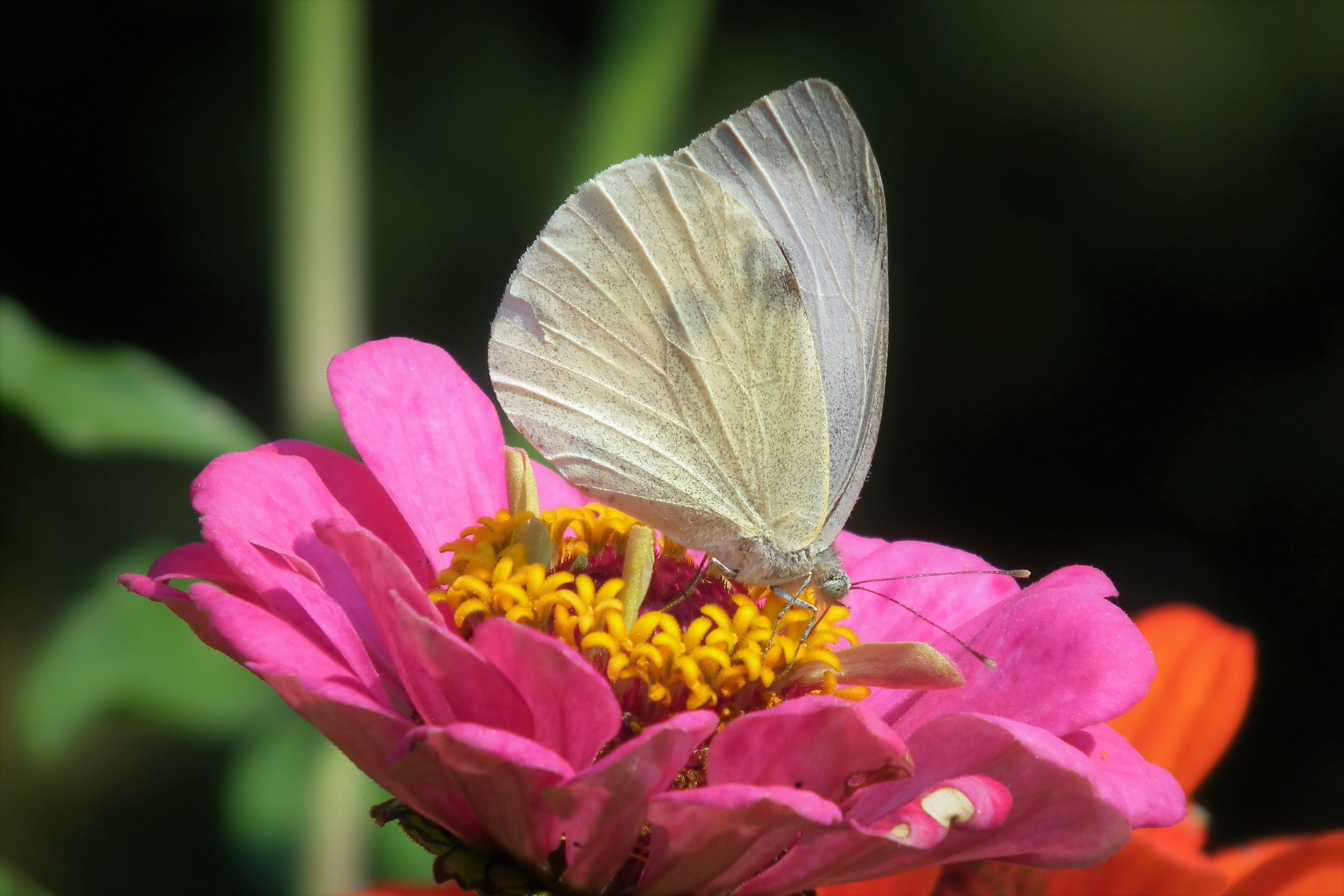 Téléchargez gratuitement l'image Animaux, Fleur, Macro, Insecte, Papillon, Fleur Rose sur le bureau de votre PC
