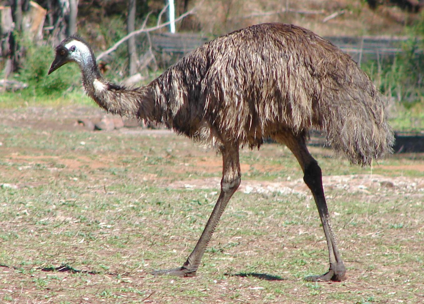 308514 Hintergrundbild herunterladen tiere, emu, vögel - Bildschirmschoner und Bilder kostenlos