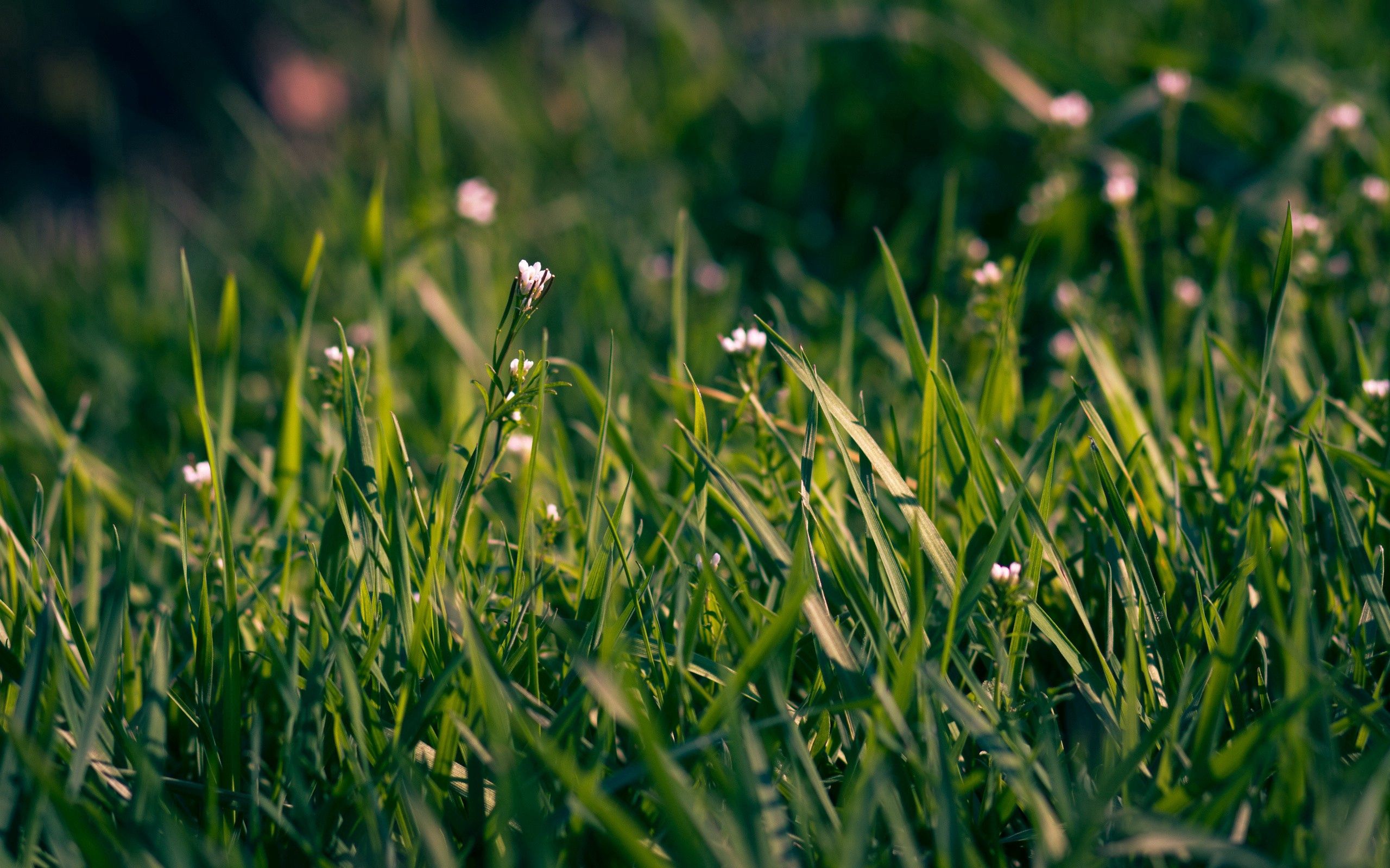 Free download wallpaper Grass, Macro, Field, Shallow, Small, Flowers on your PC desktop