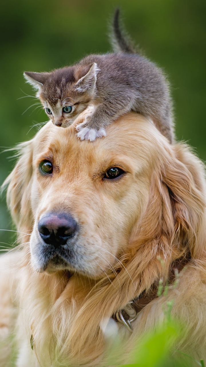 Baixar papel de parede para celular de Animais, Gato, Gatinho, Cão, Labrador Retriever, Animal Bebê, Gato & Cão gratuito.
