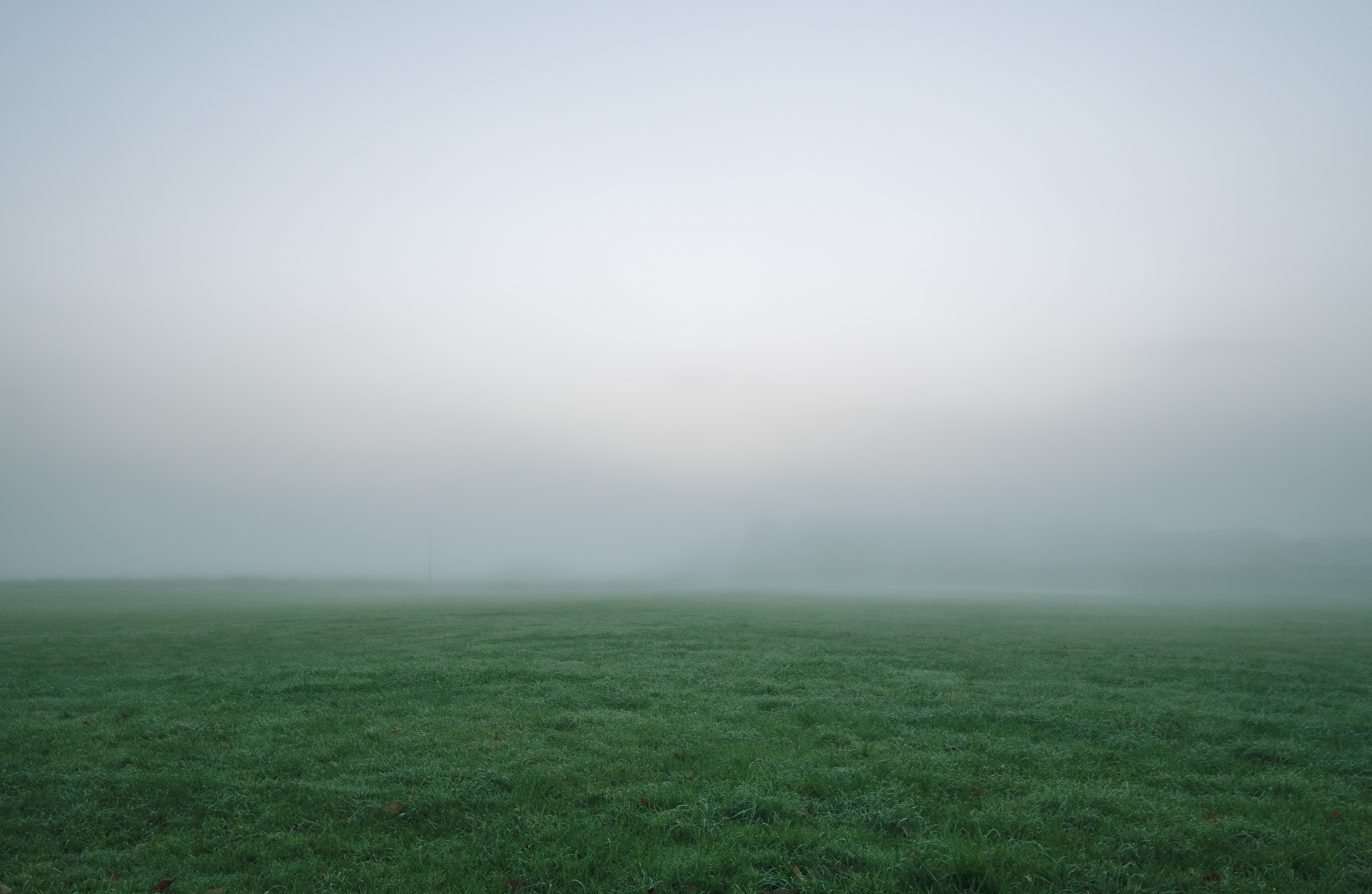 nature, grass, fog, field, thick, impenetrable HD wallpaper