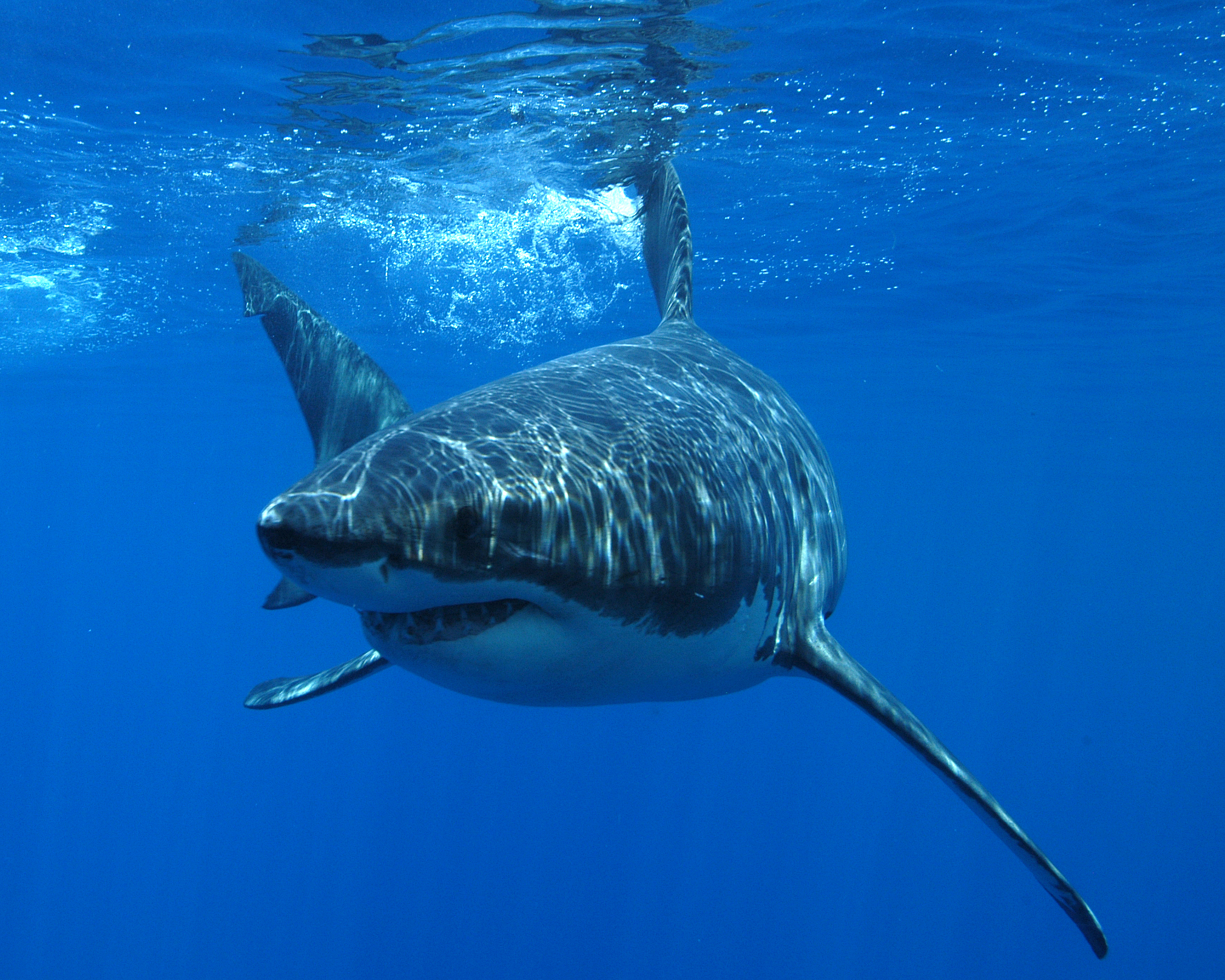 340100 Hintergrundbild herunterladen tiere, großer weißer hai, haie - Bildschirmschoner und Bilder kostenlos