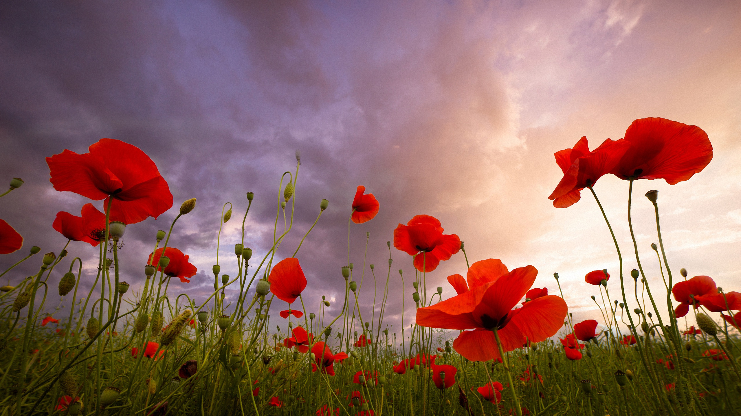 Téléchargez des papiers peints mobile Coquelicot, Fleur Rouge, Fleurs, La Nature, Fleur, Terre/nature gratuitement.