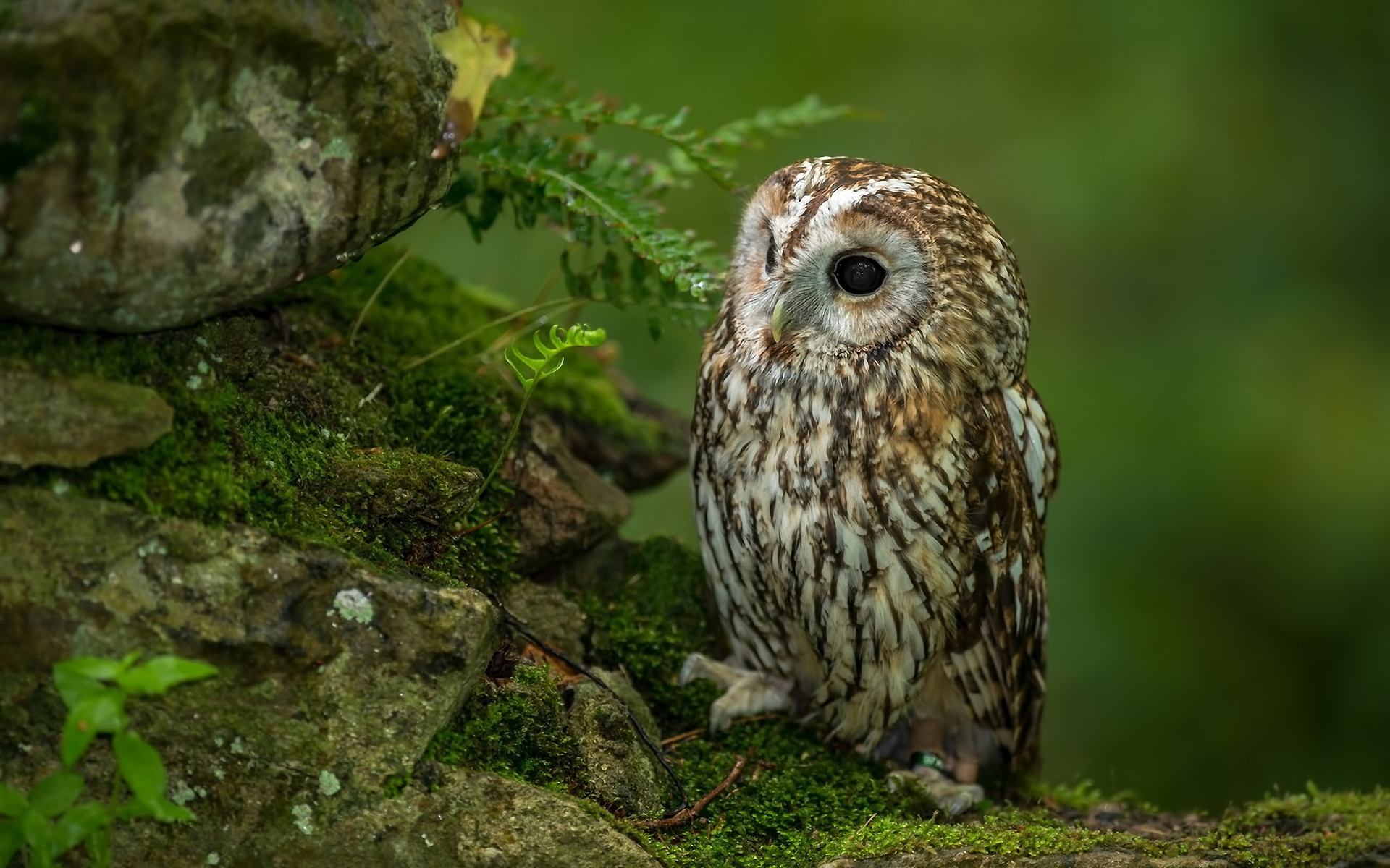 Owl Desktop Background Image