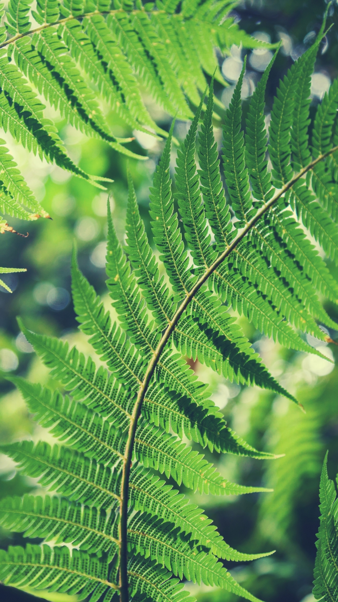 Download mobile wallpaper Plant, Fern, Close Up, Earth, Bokeh for free.