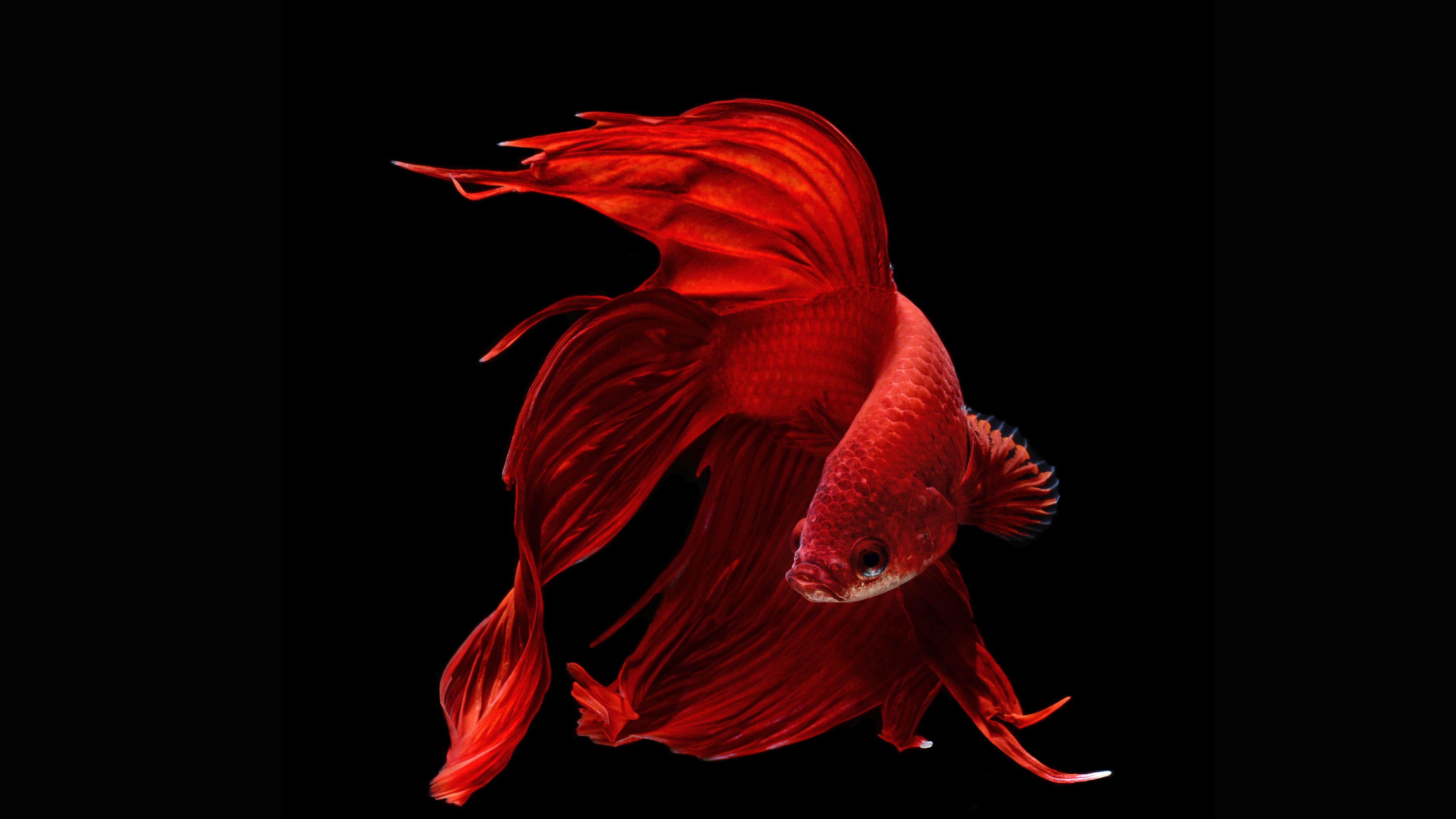 Laden Sie Siamesischer Kampffisch HD-Desktop-Hintergründe herunter