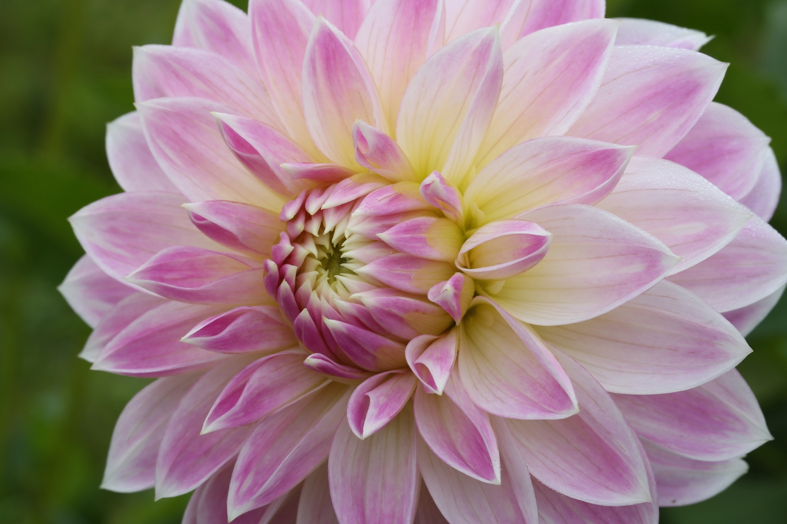 Download mobile wallpaper Dahlia, Flowers, Flower, Earth for free.