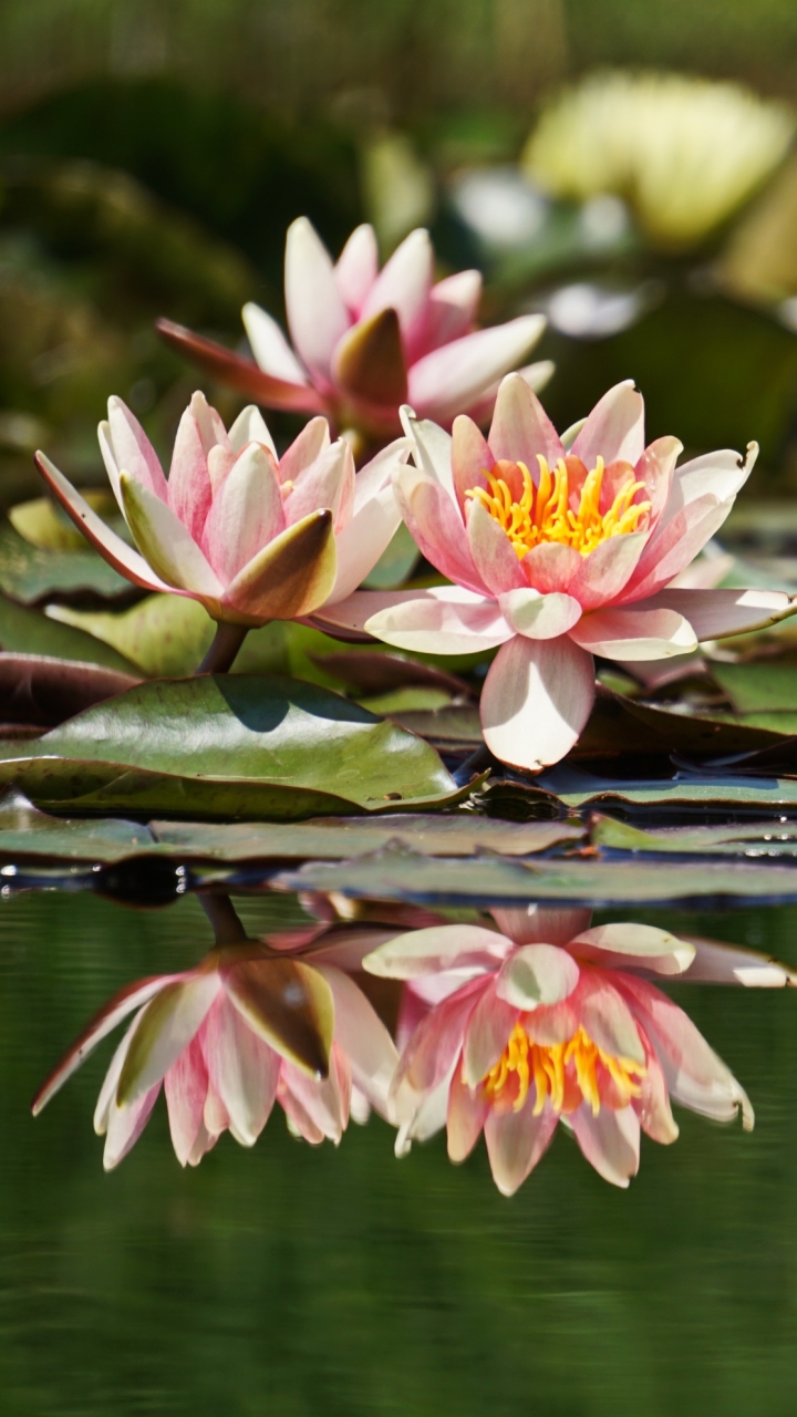 Download mobile wallpaper Flowers, Lotus, Reflection, Flower, Earth, Pink Flower for free.