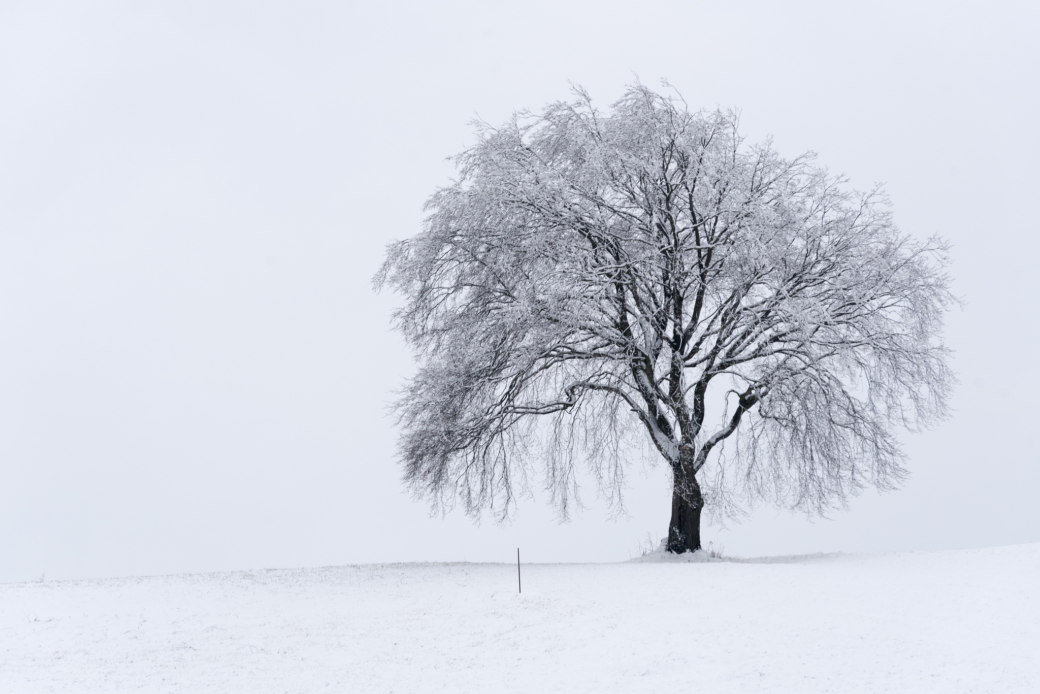 Download mobile wallpaper Winter, Trees, Snow, Tree, Earth, Lonely Tree for free.