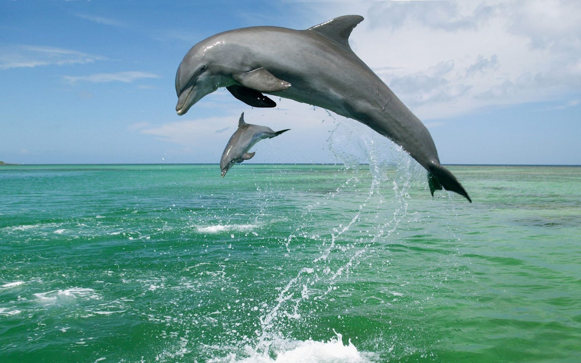 645593 descargar fondo de pantalla animales, delfin, delfín nariz de botella: protectores de pantalla e imágenes gratis