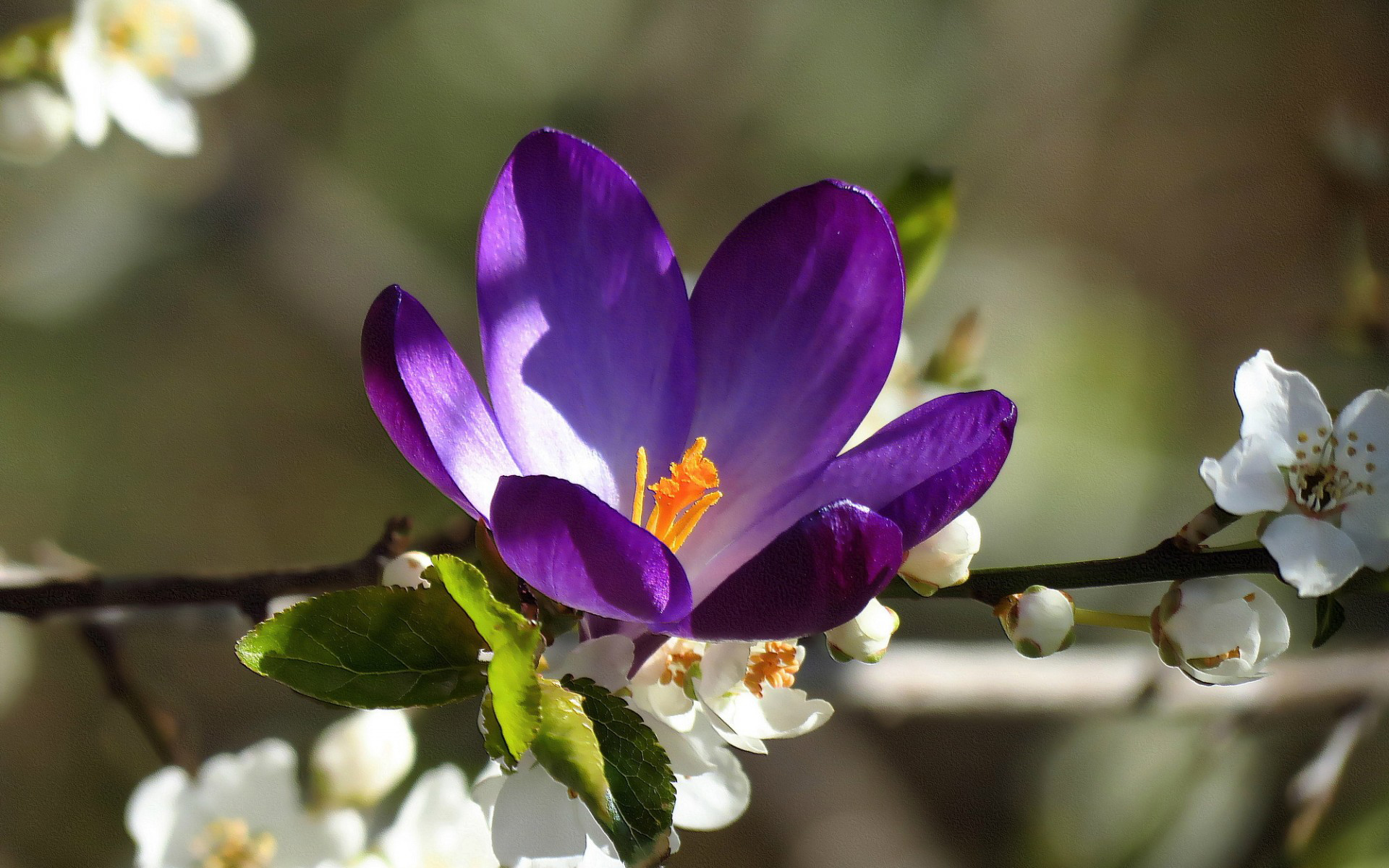 Téléchargez gratuitement l'image Fleurs, Fleur, Terre/nature sur le bureau de votre PC