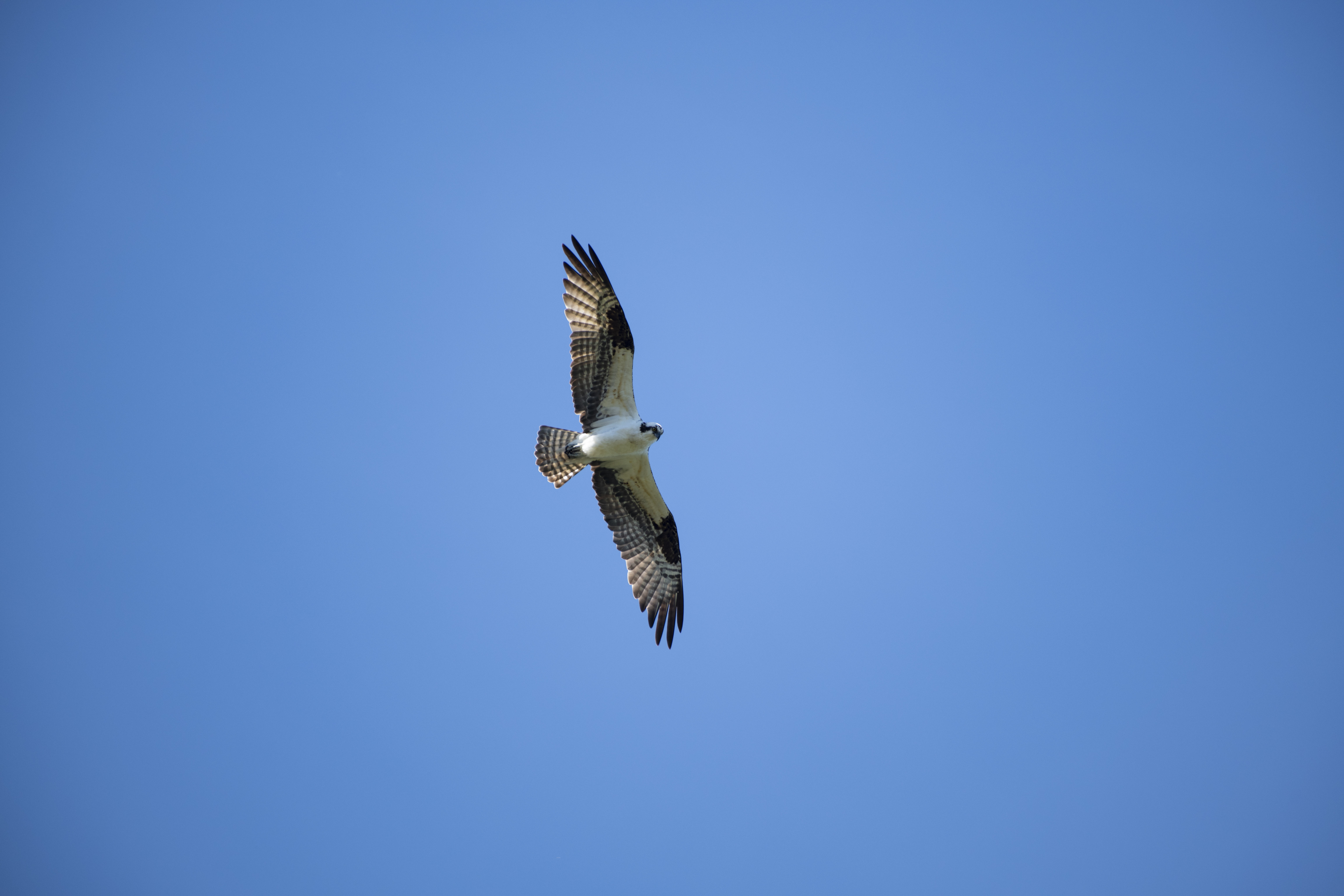 76556 скачать обои белоголовый орлан, полет, животные, птица, хищник, крылья - заставки и картинки бесплатно