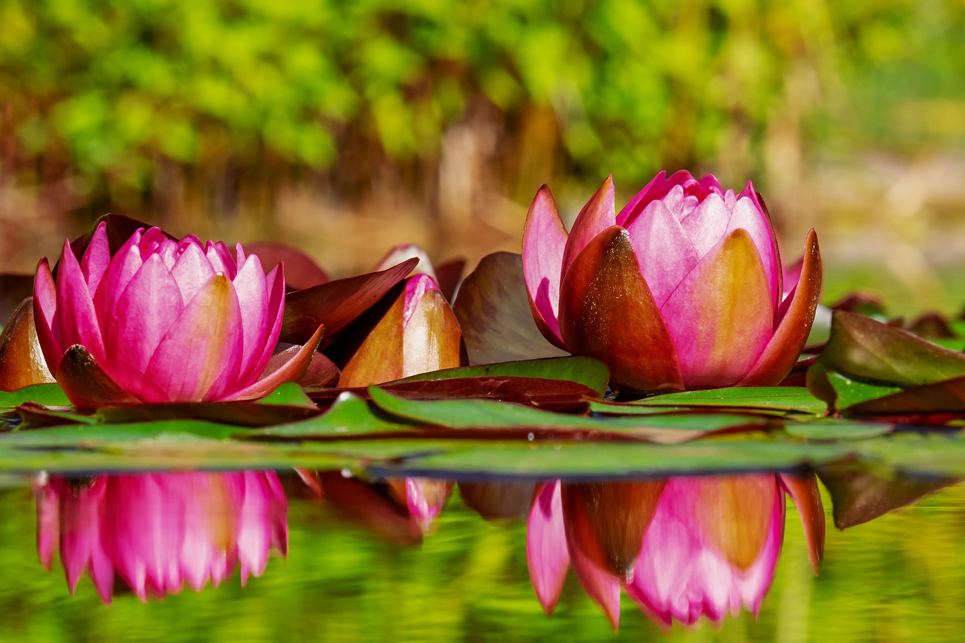 Téléchargez gratuitement l'image Fleurs, Lotus, Fleur, La Nature, Terre/nature, Réflection, Fleur Rose sur le bureau de votre PC