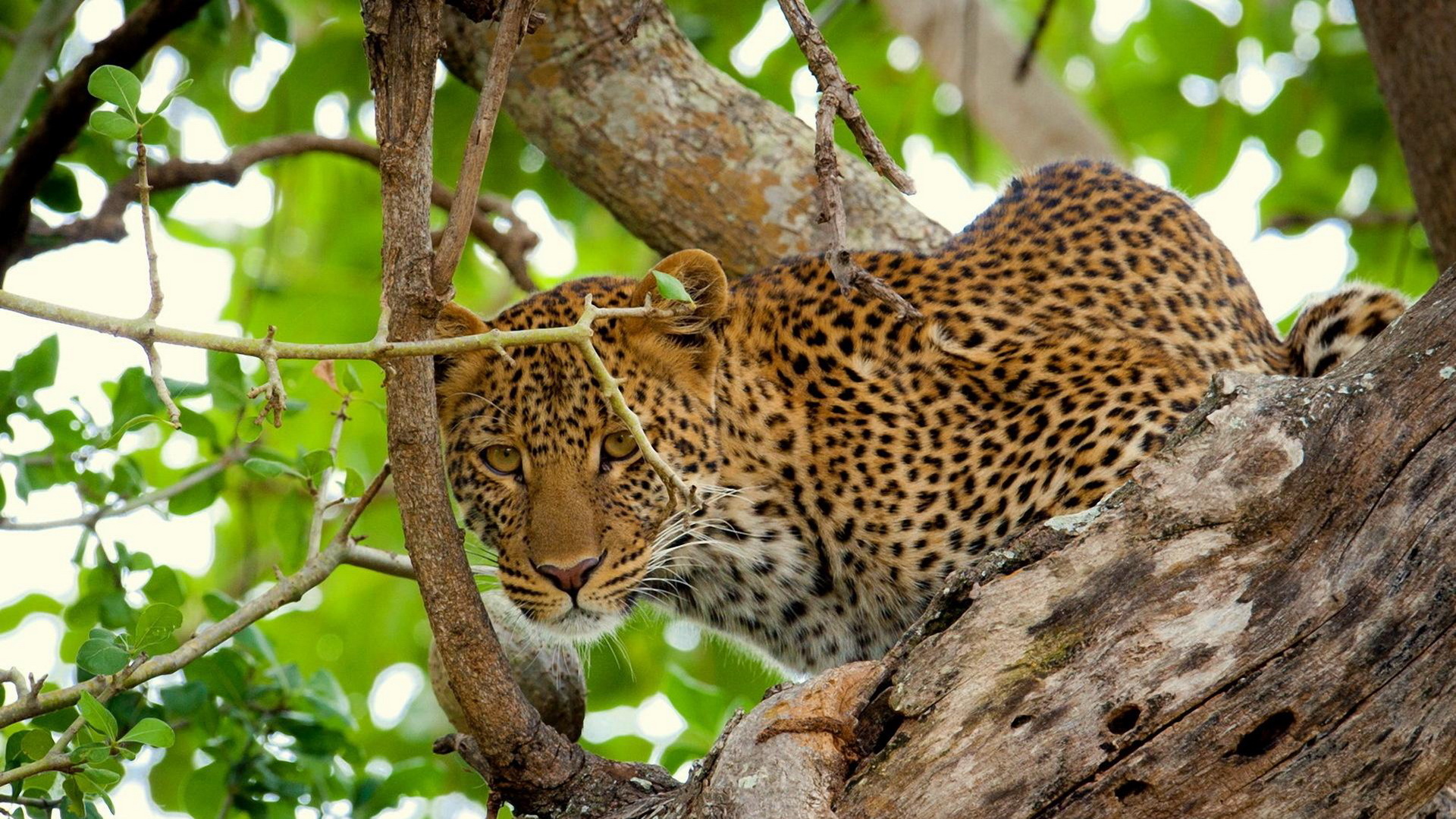 Handy-Wallpaper Tiere, Katzen, Leopard kostenlos herunterladen.