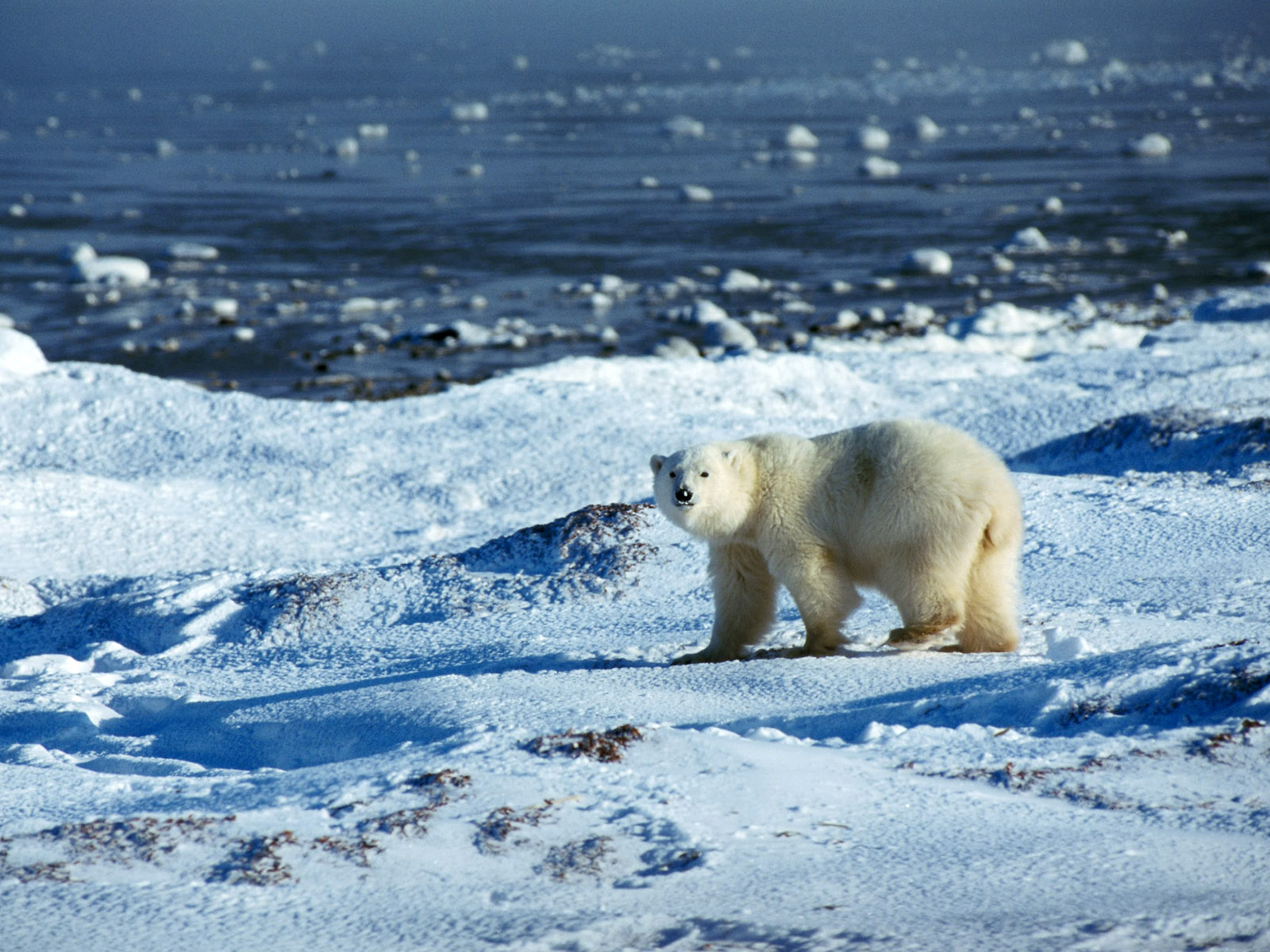 Free download wallpaper Bears, Bear, Animal, Polar Bear on your PC desktop